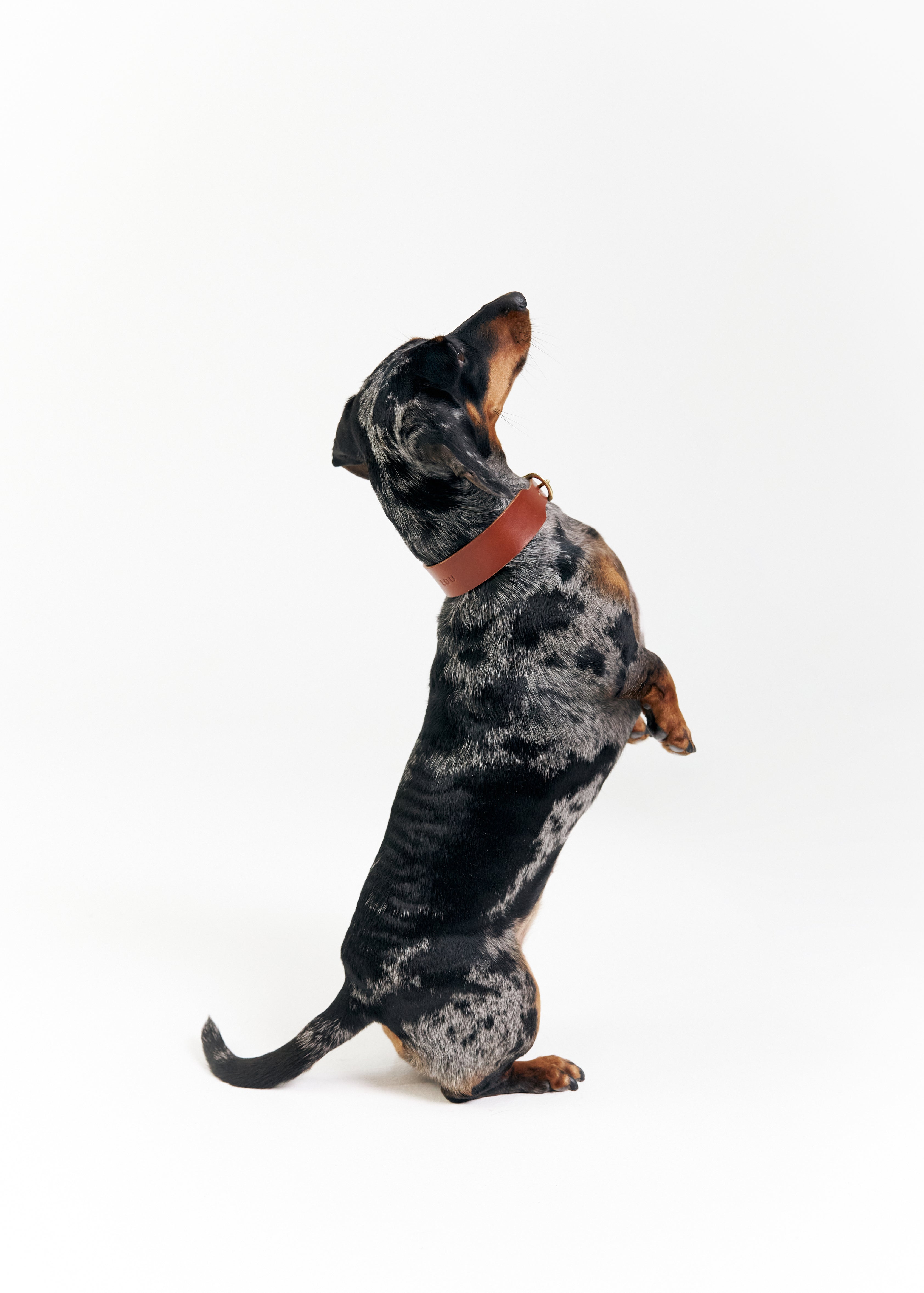 Are Dog Collars Better Than Harnesses? Comparing Leather Dog Collars and Harnesses for Safety and Comfort