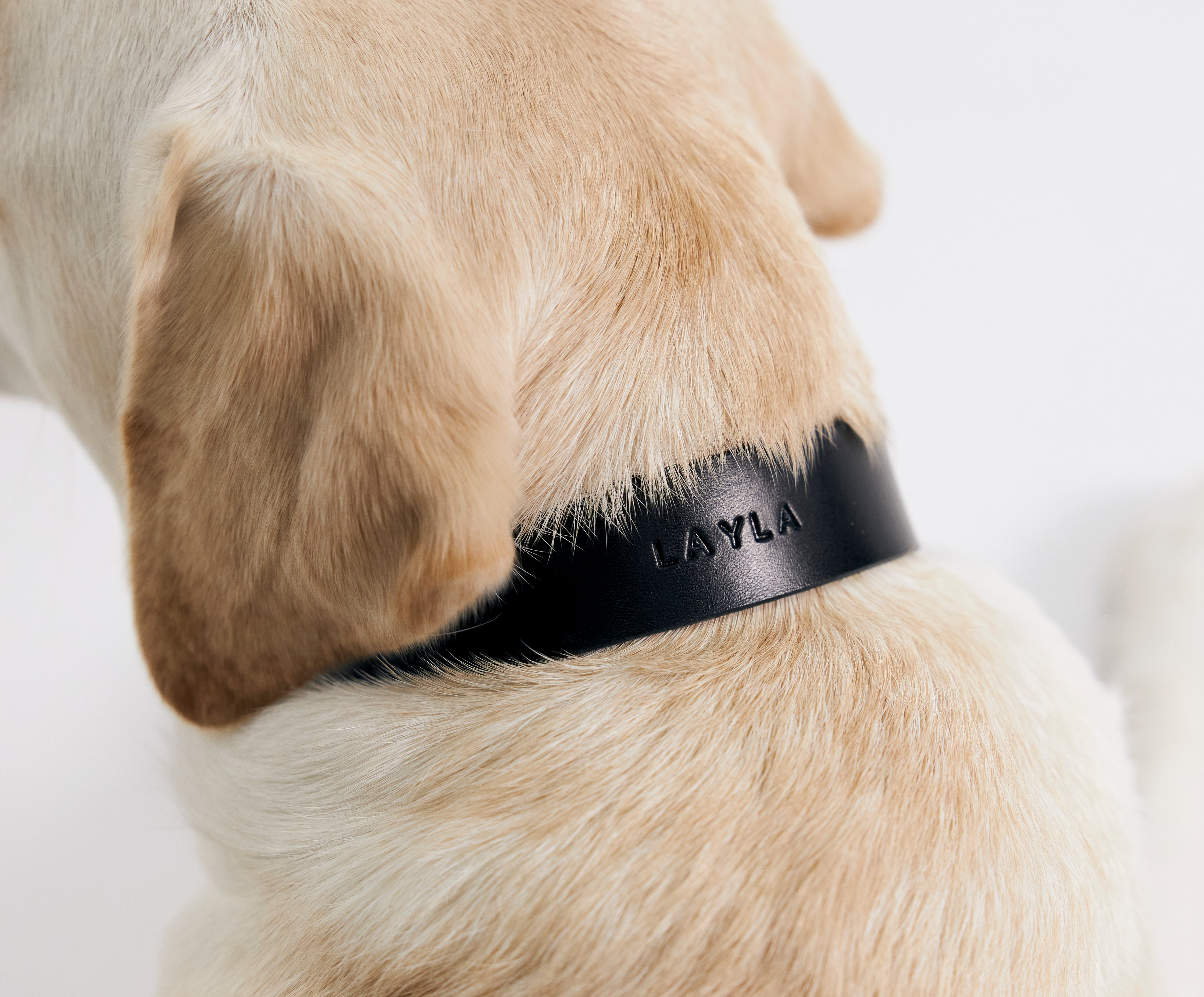 Signs Your Dog’s Collar is Causing Discomfort (And How to Fix It)