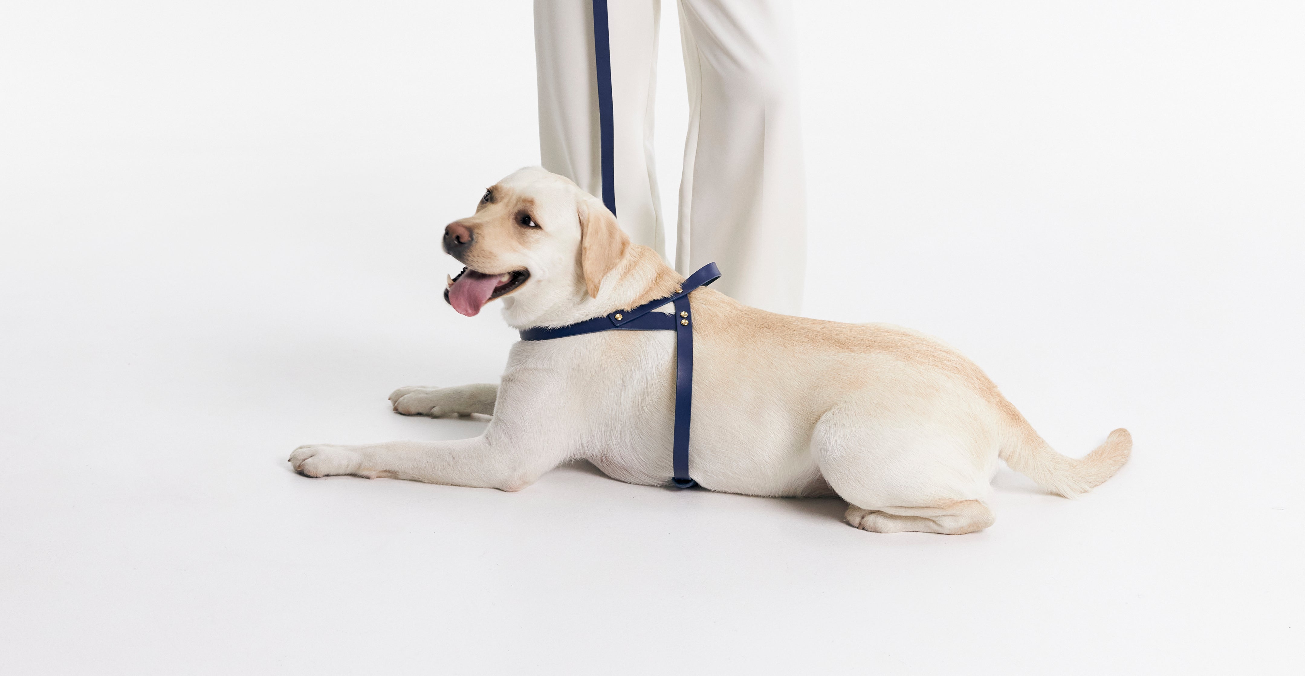 Do No-Pull Harnesses Really Work? What You Need to Know