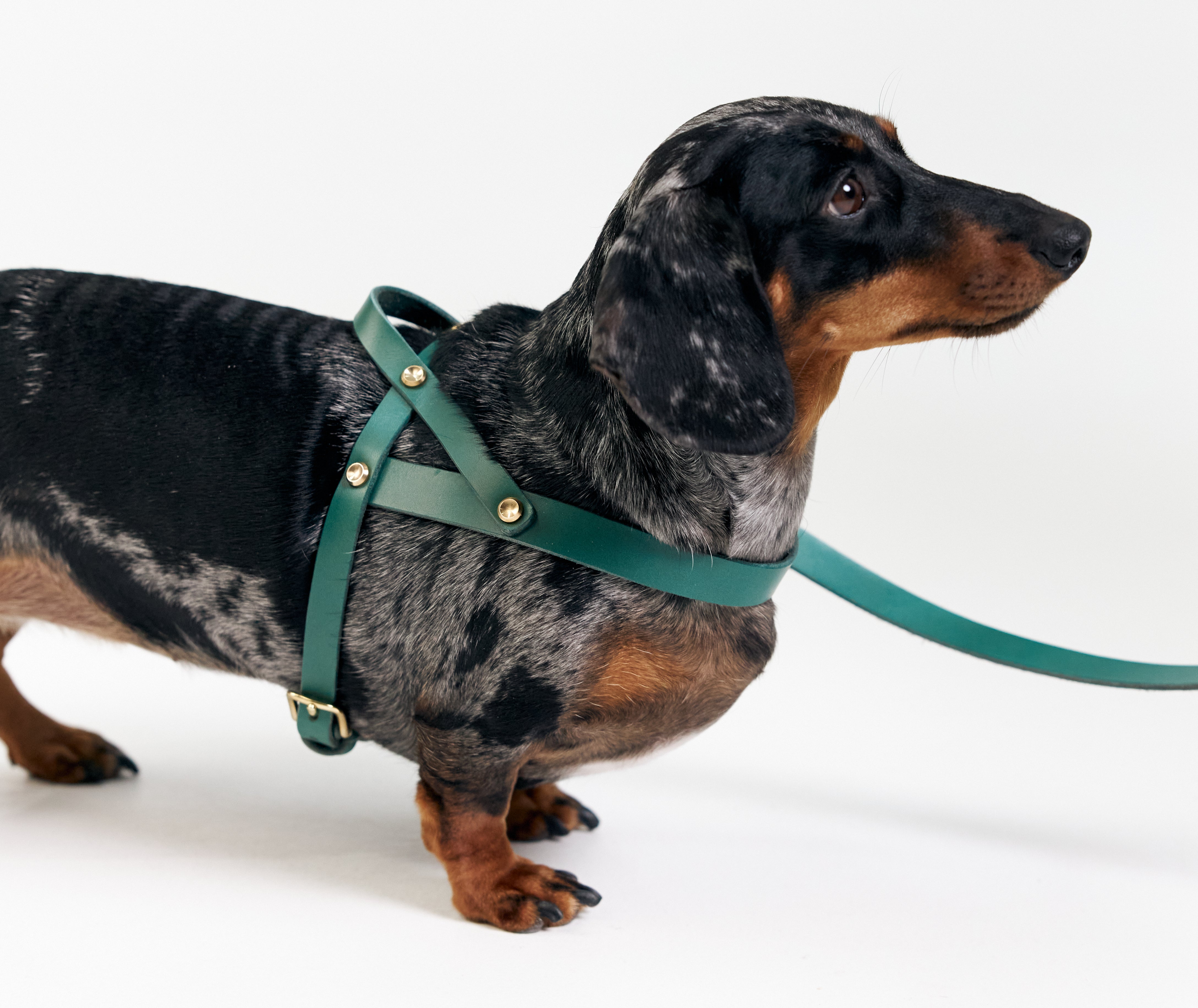 Bad Dog Harness vs. Good Dog Harness – What’s Best for Your Pup?