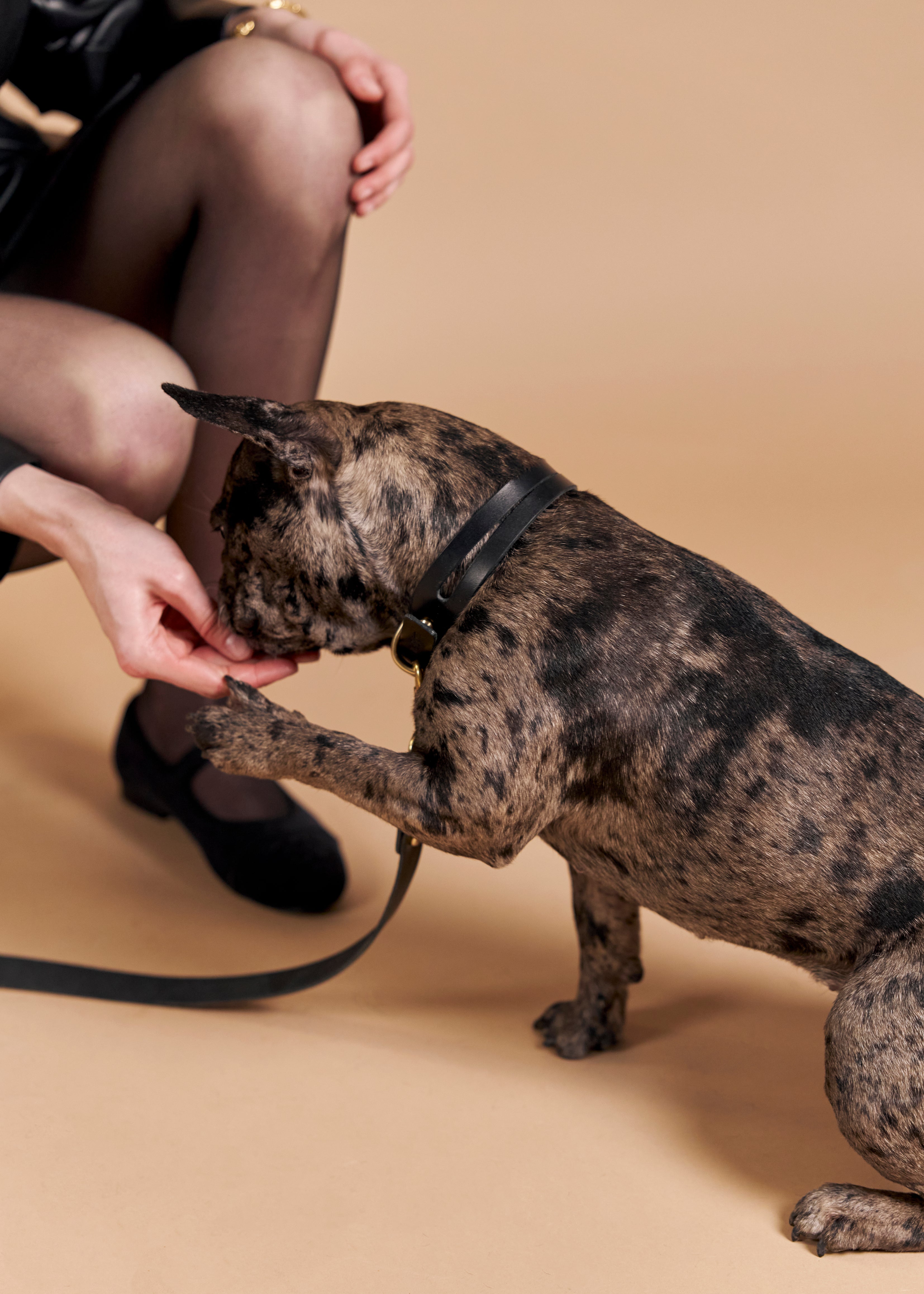 Aeris classic leather dog collar in black
