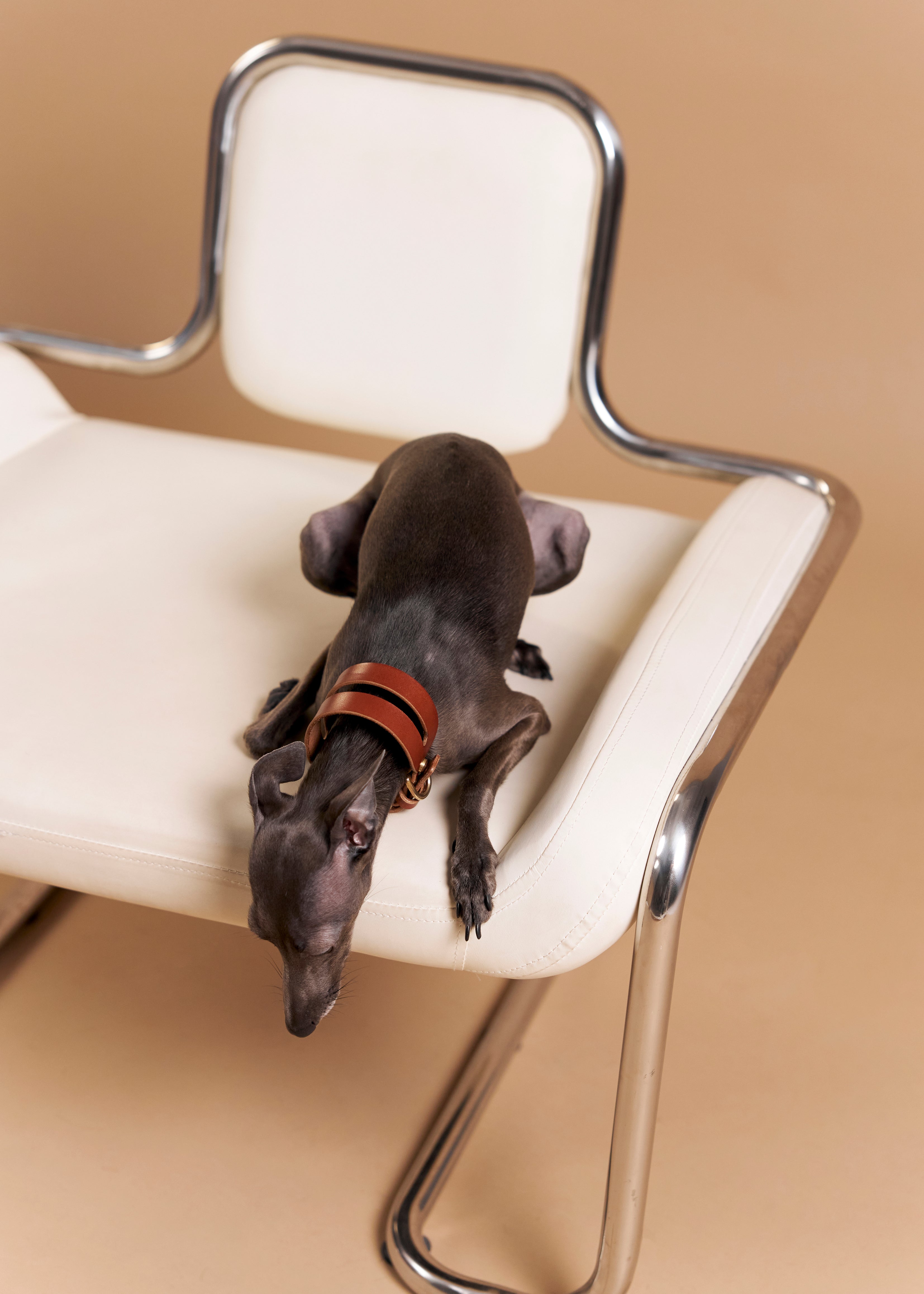 Aeris Wide Leather Dog Collar in brown