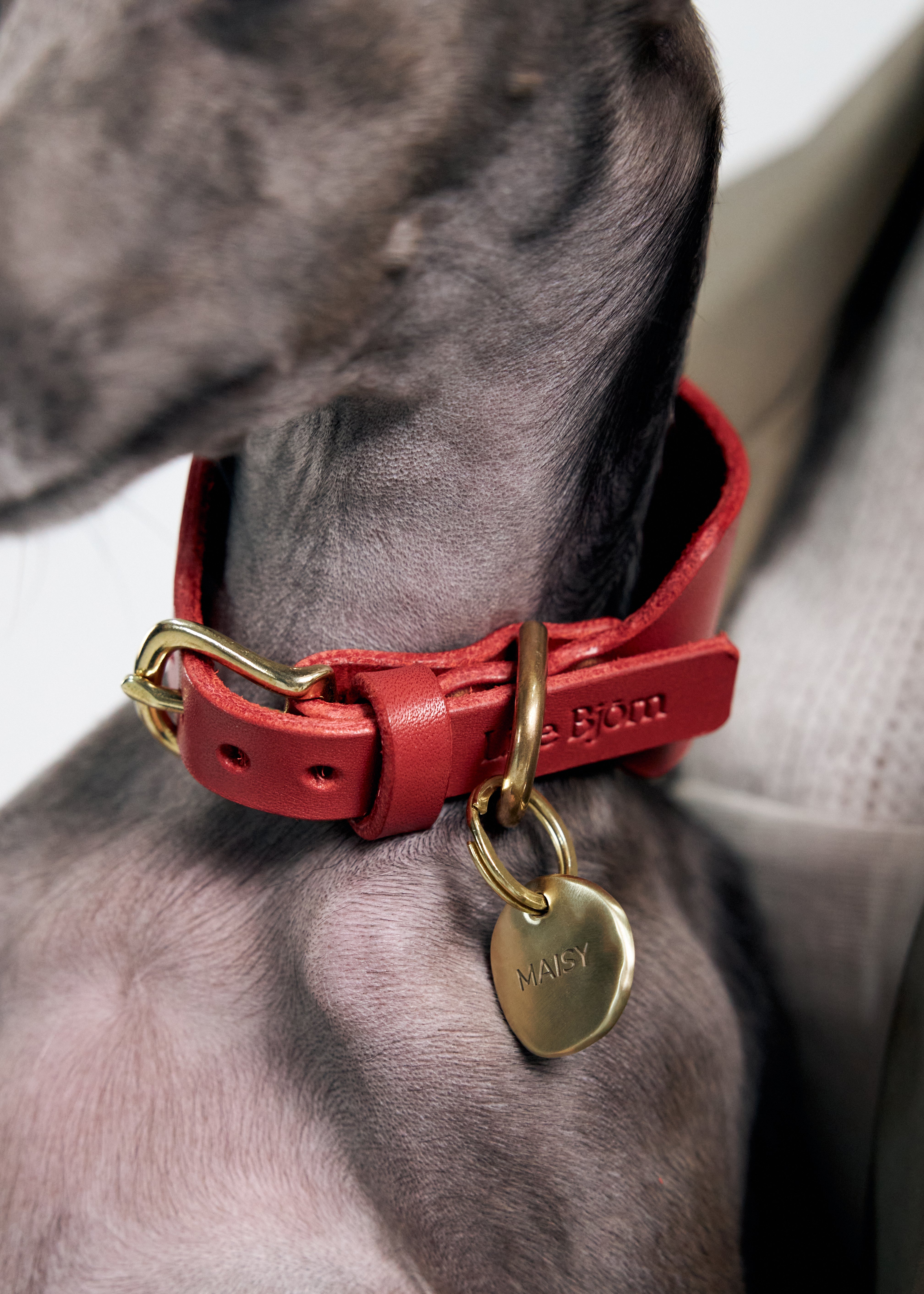Pebble nametag on dog photo