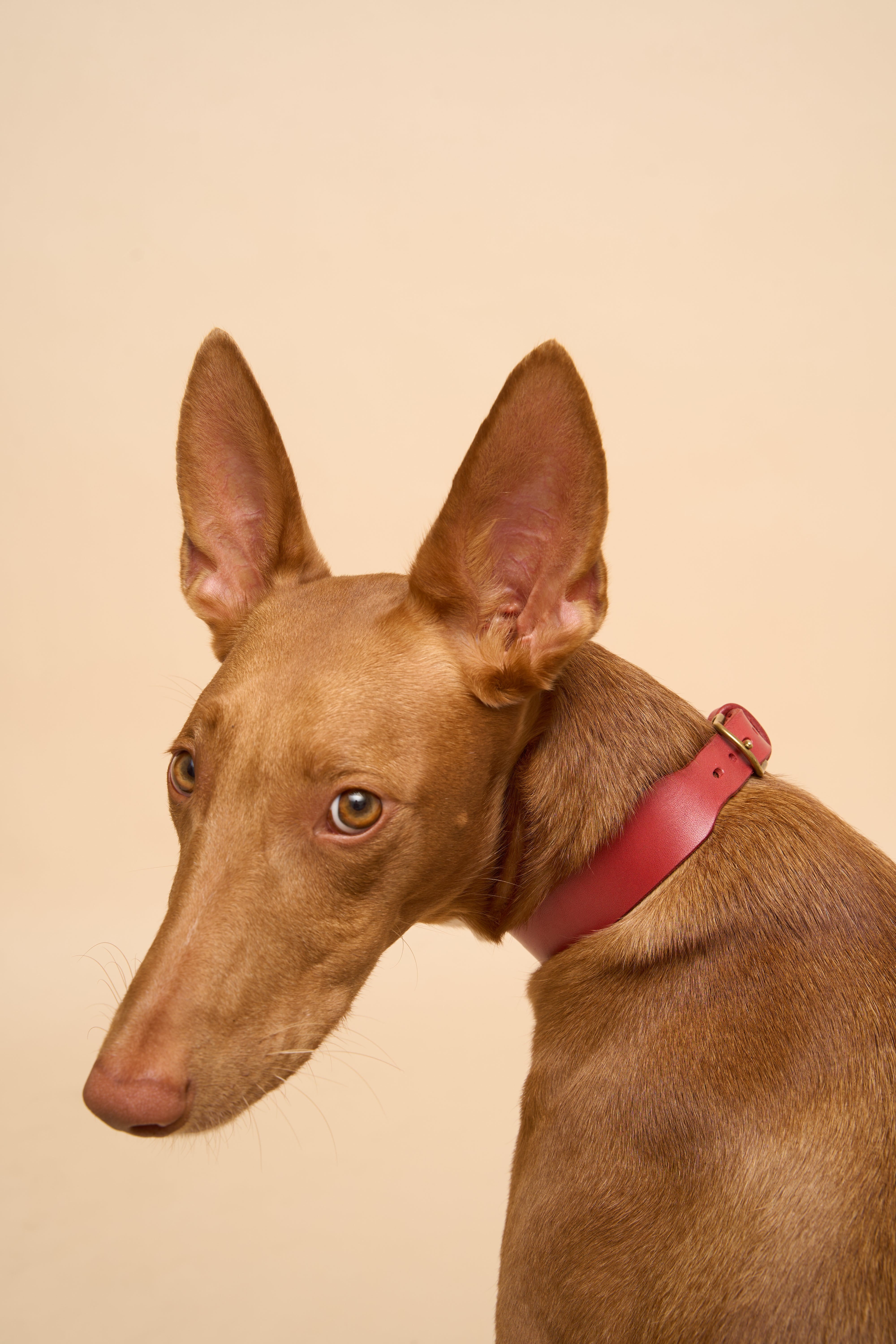 Vero Classic leather dog collar in red