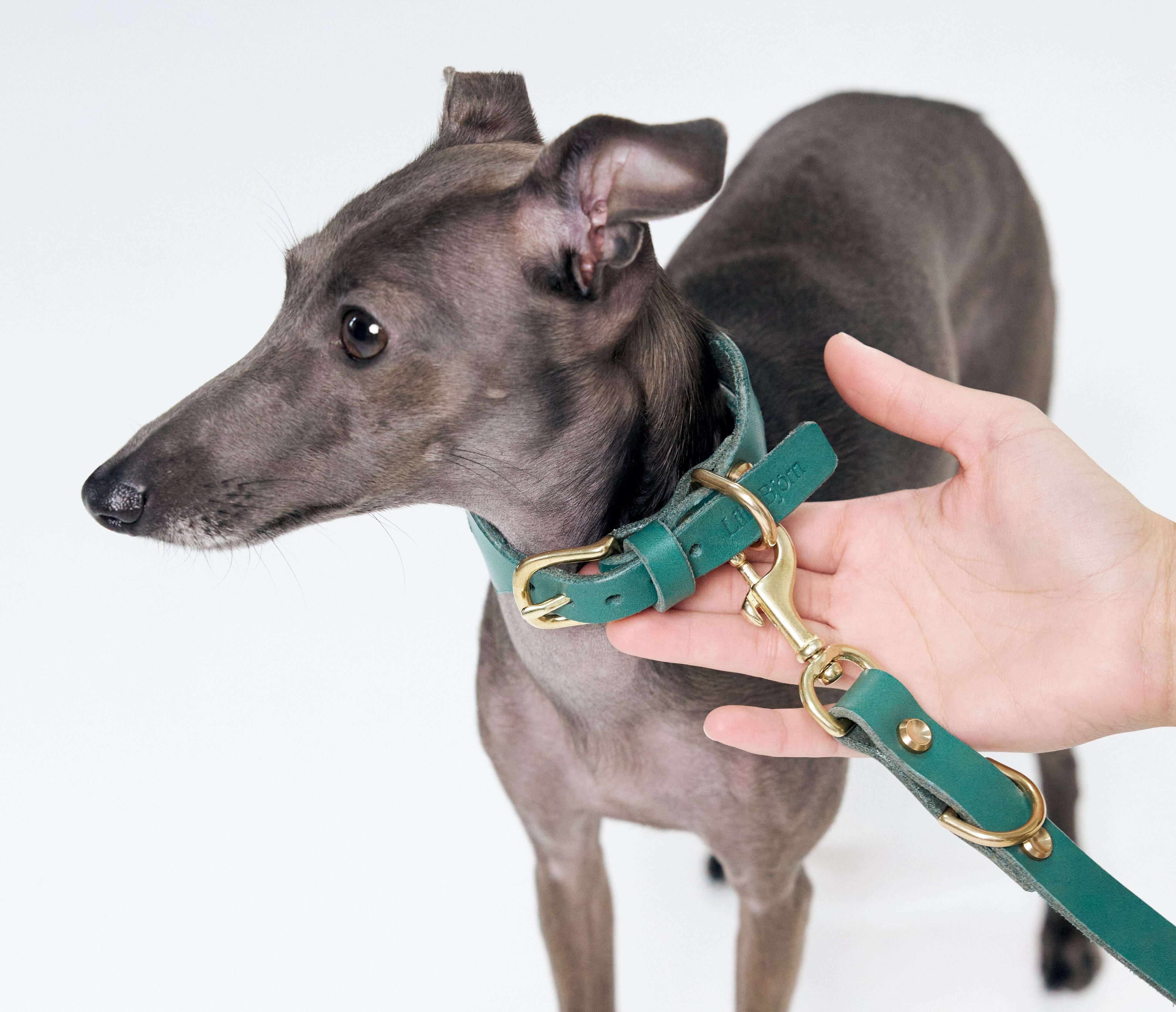 Dog Collar Hardware: Buckle, D-Ring, and How They're Attached