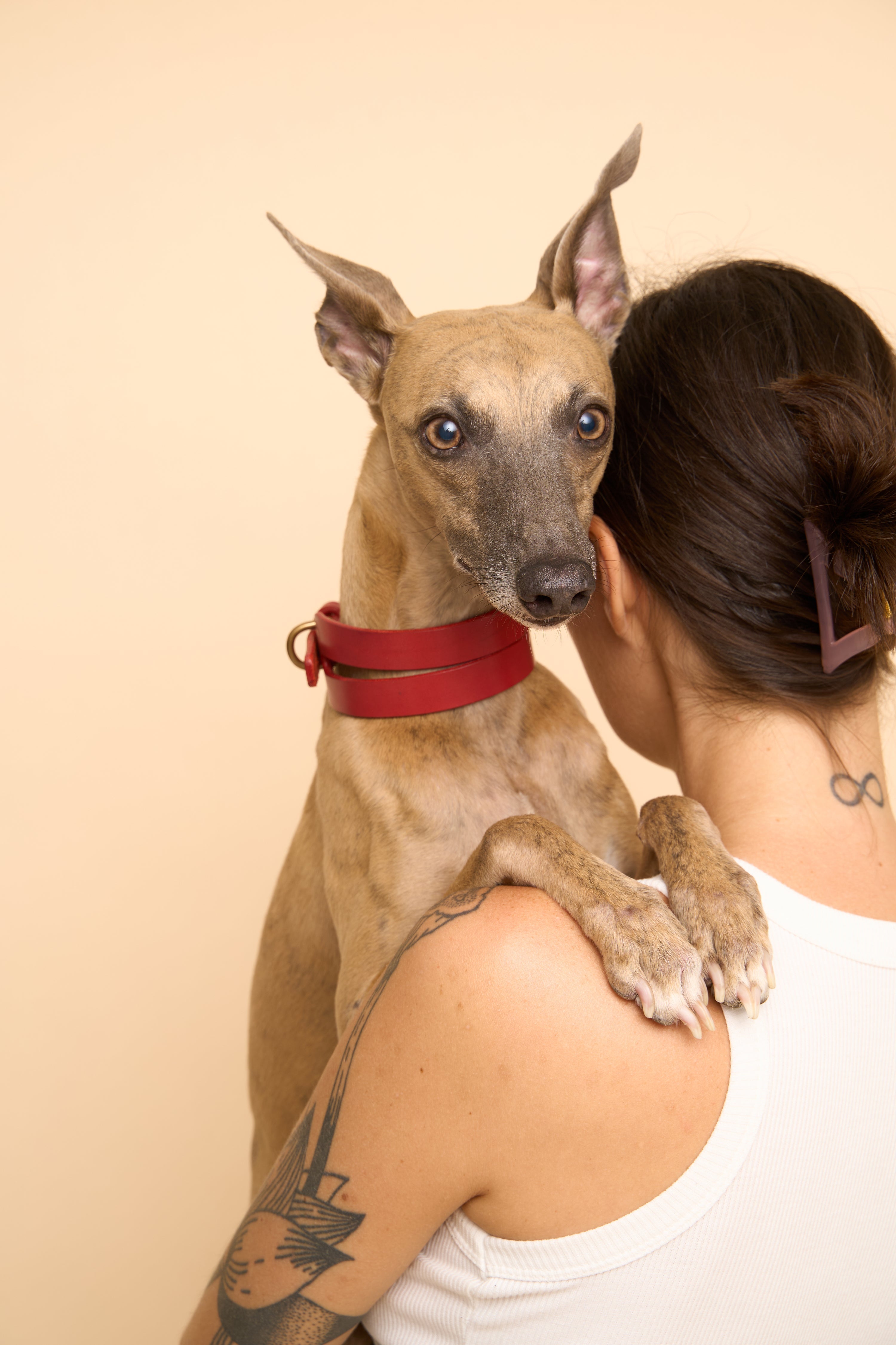 Are Dog Collars Uncomfortable For Dogs? The Truth About Comfort, Safety, and Alternatives