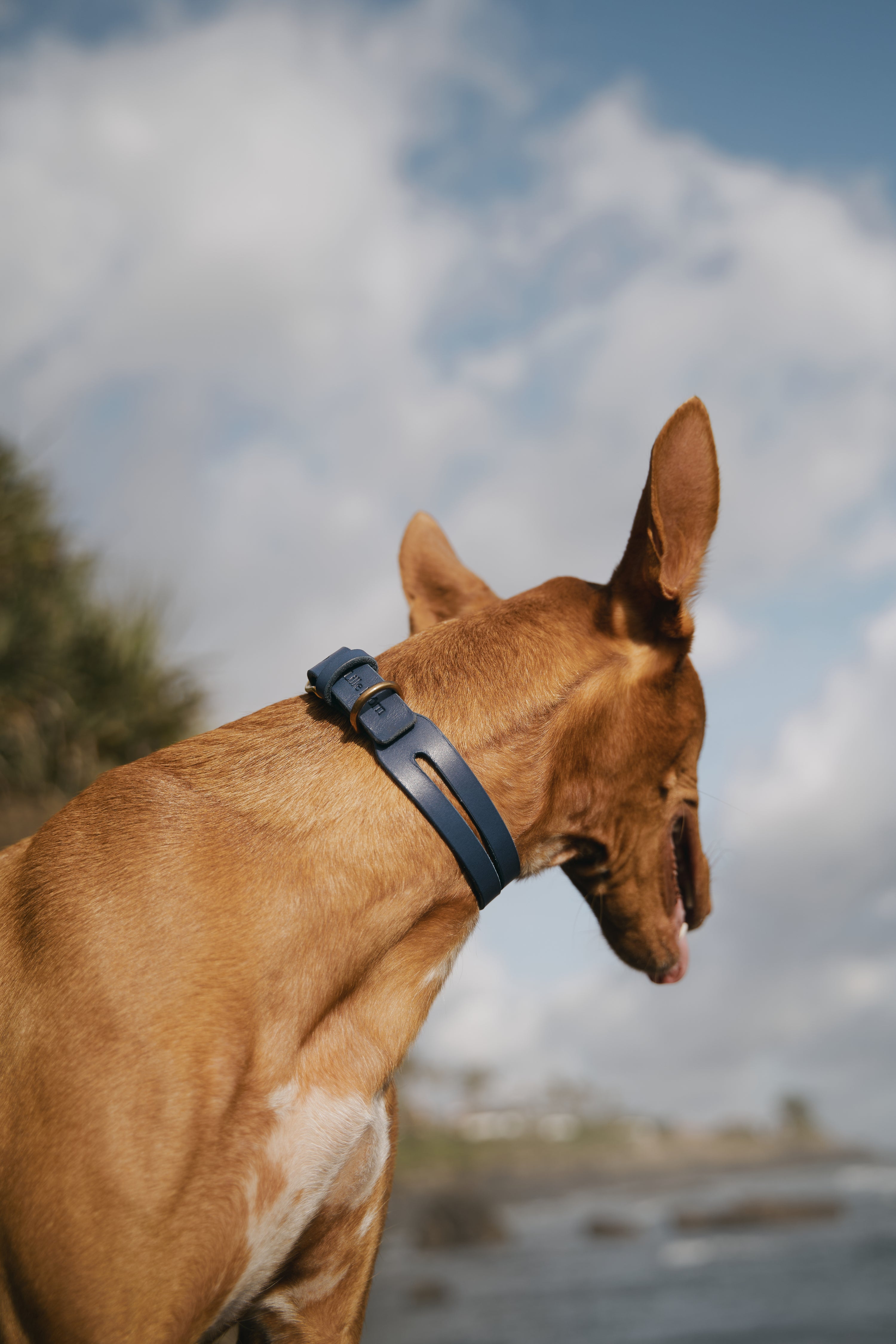 Prevent Skin Allergies in Dogs - The Best Collar Materials Revealed