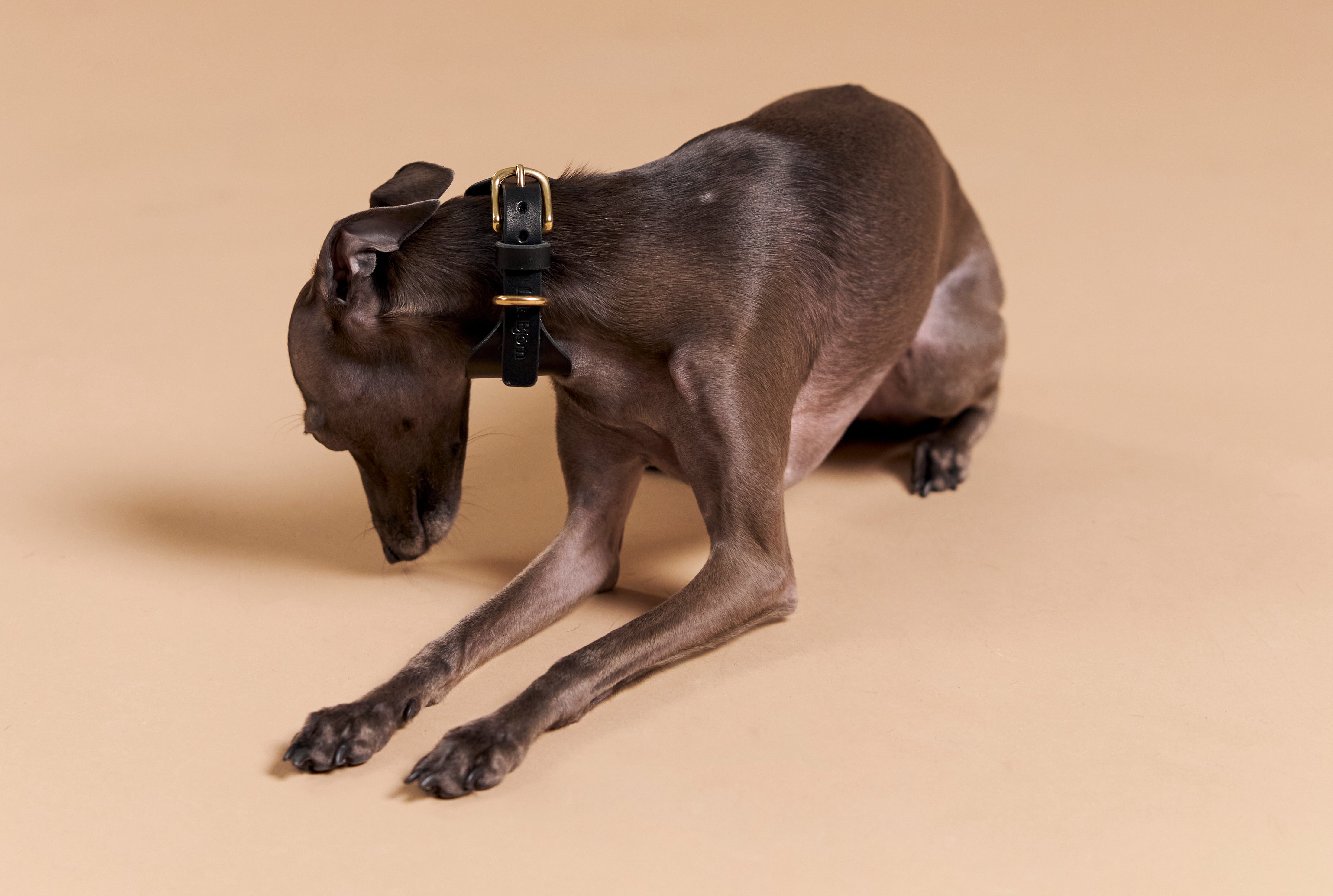 Why Single-Piece Leather Collars Are Healthier for Your Dog’s Skin