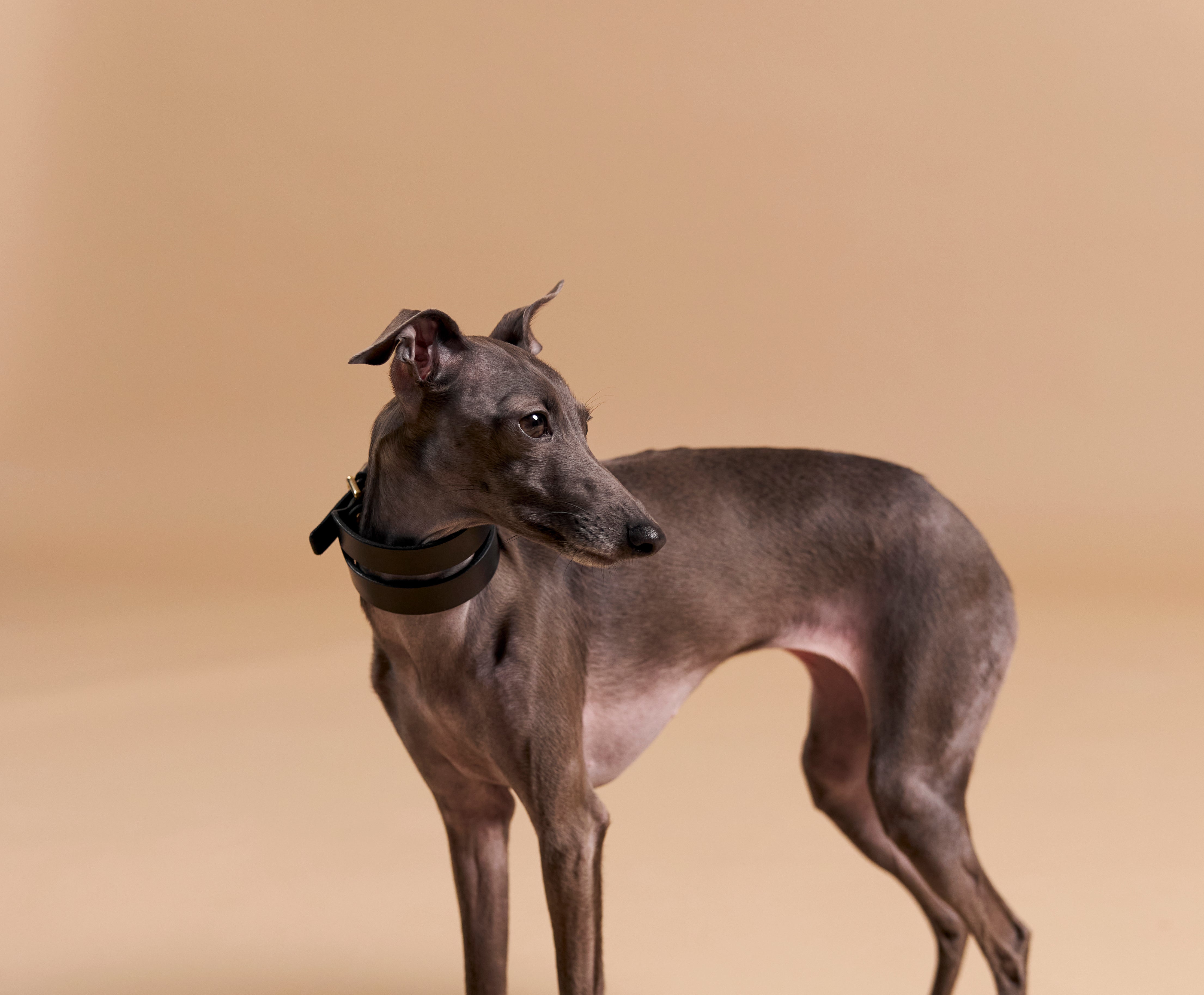 The #1 Mistake Dog Owners Make When Buying a Collar (And How to Avoid It)