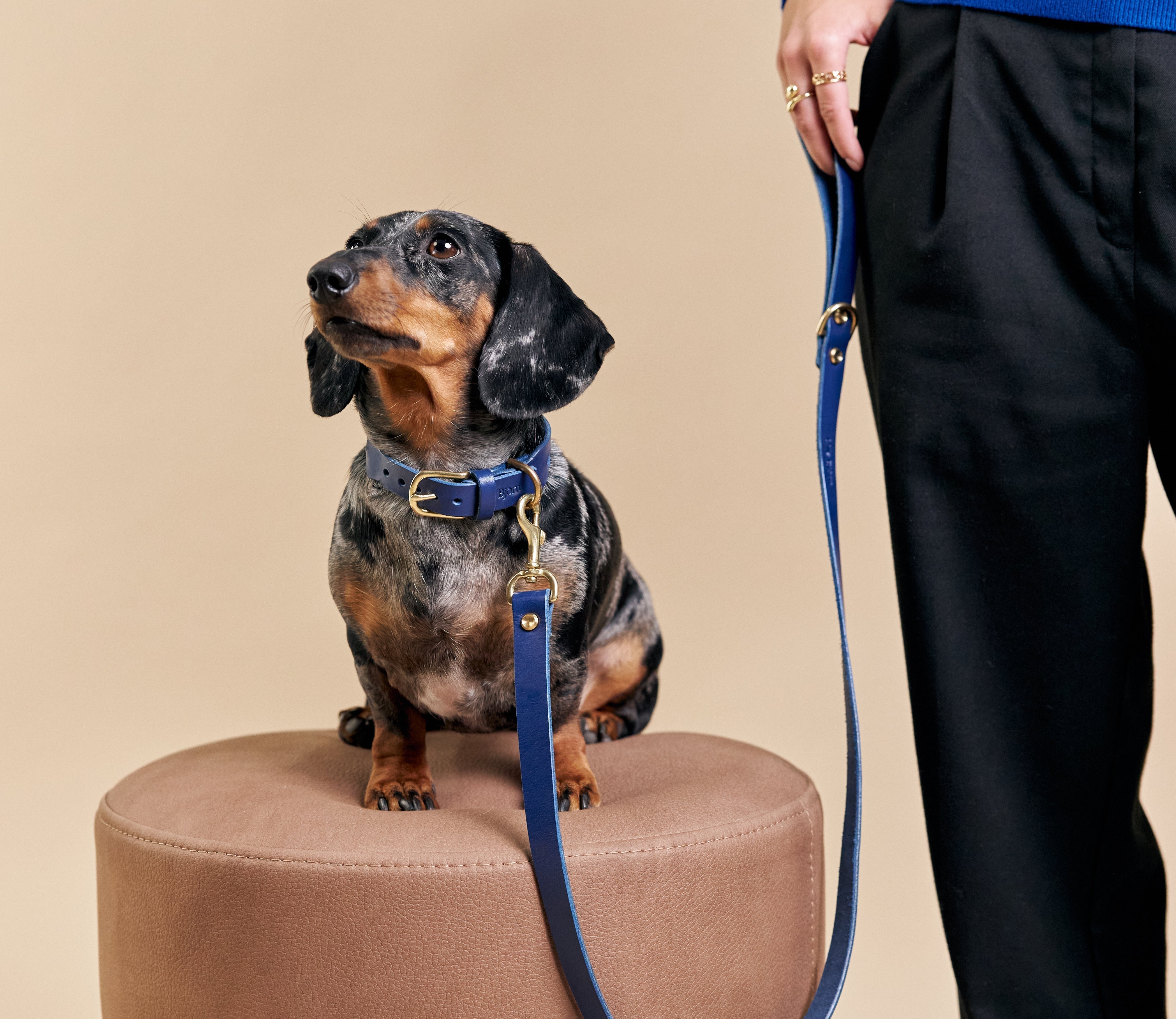 Best Collar and Leash Set for Stylish Dog Owners