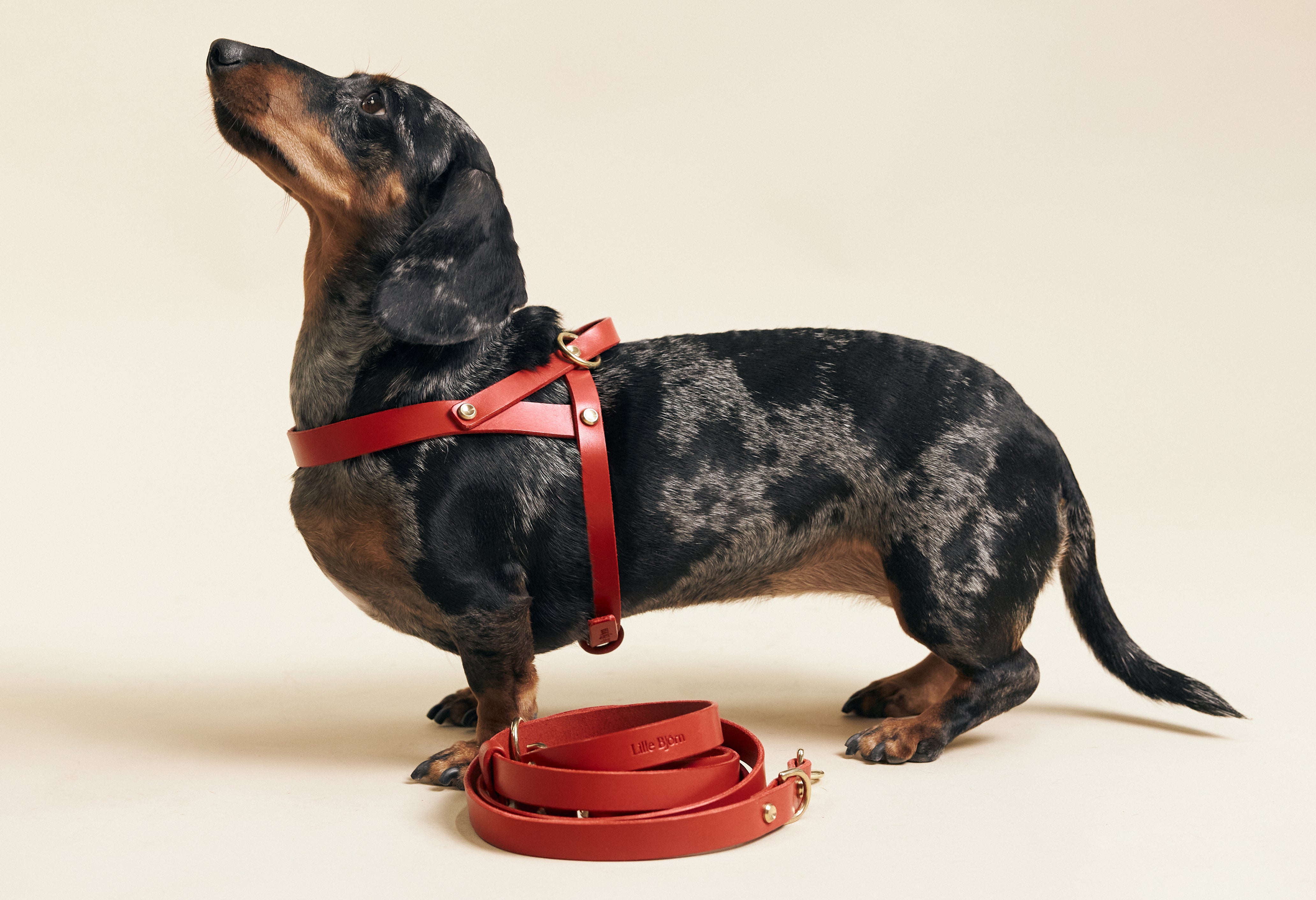 Why Leather Harnesses Are the Best Choice for Your Dog's Comfort and Mobility