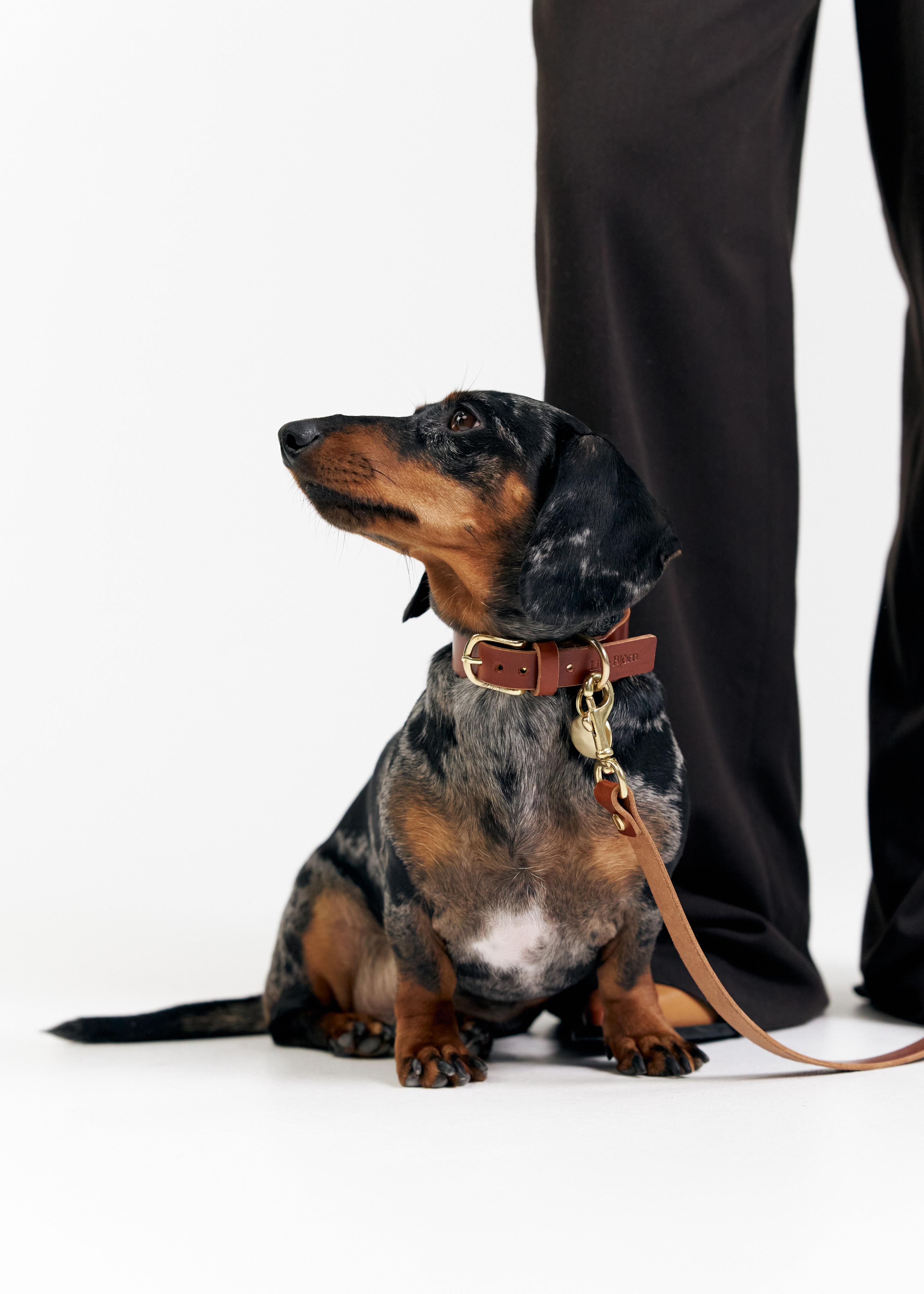 The Top Benefits of Using Vegetable-Tanned Leather for Dog Collars