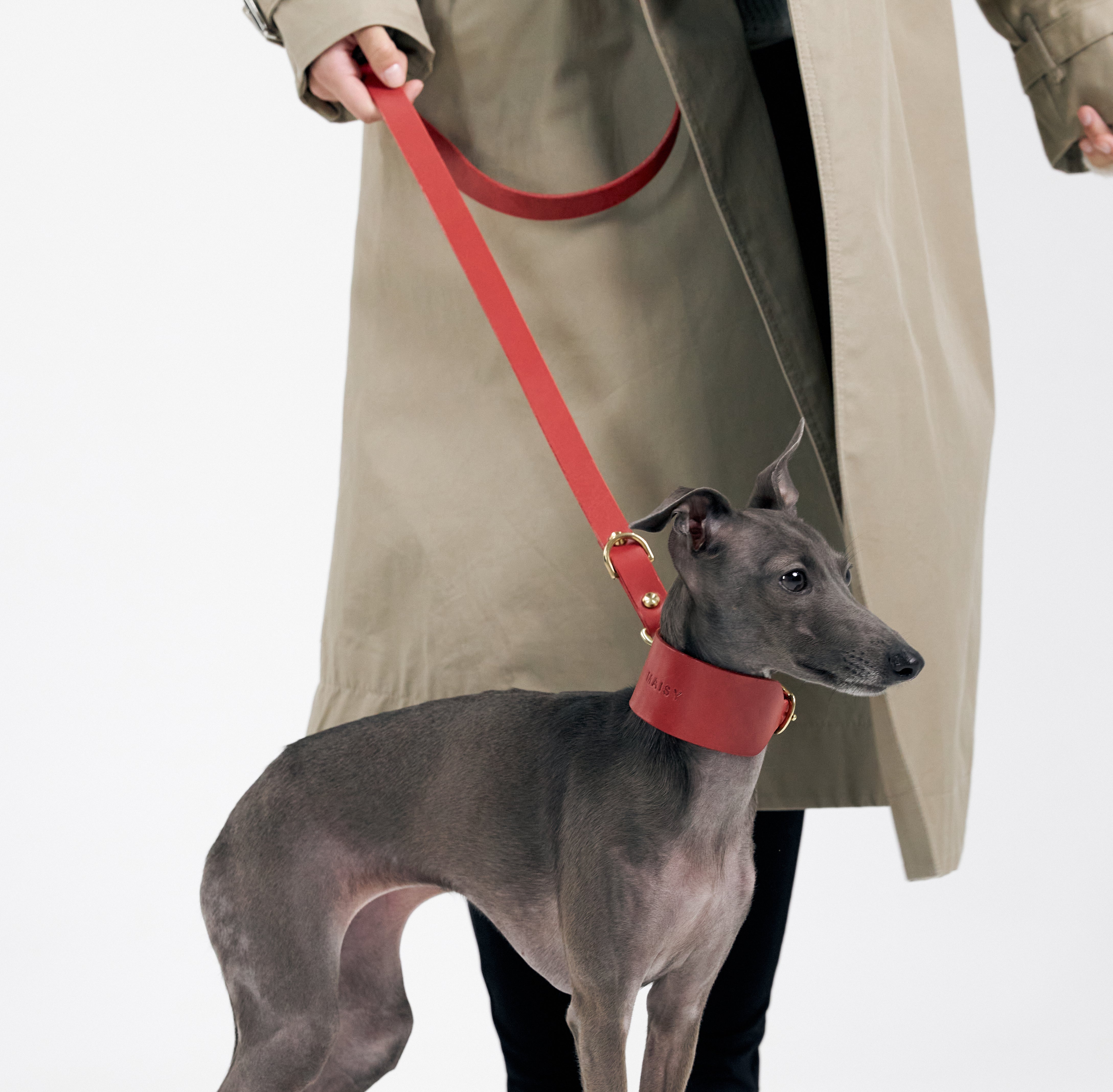 What’s the Best Leash for Senior Dogs? Gentle Solutions for Aging Pets