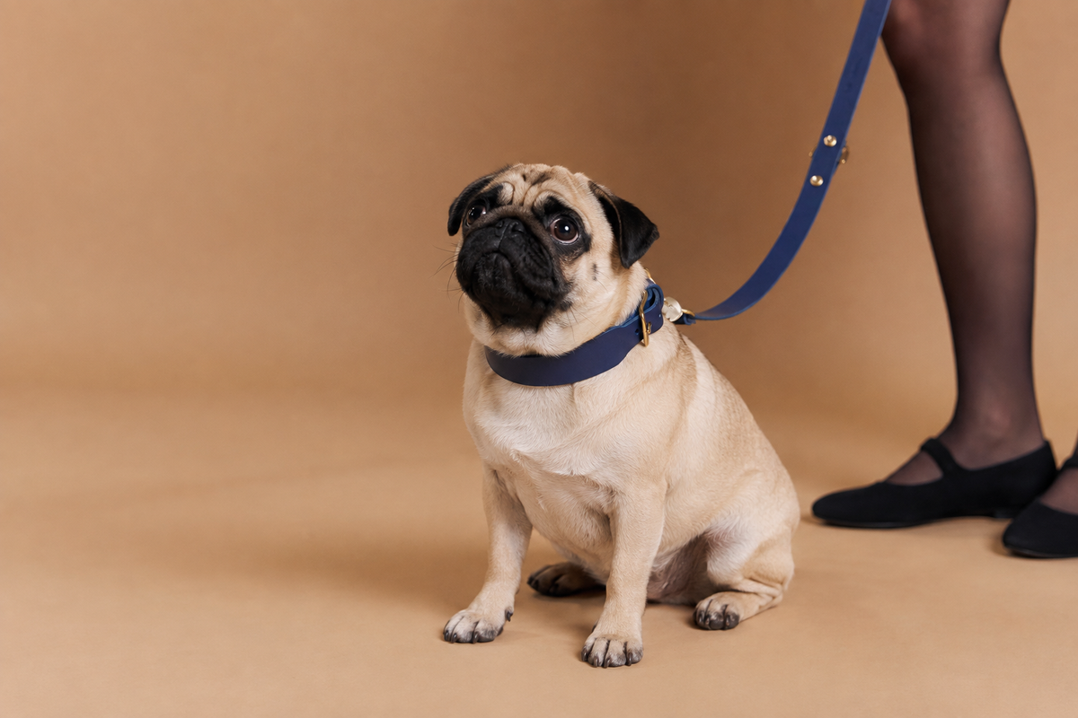 Best Dog Collar for Bulldogs and Flat-Faced Breeds