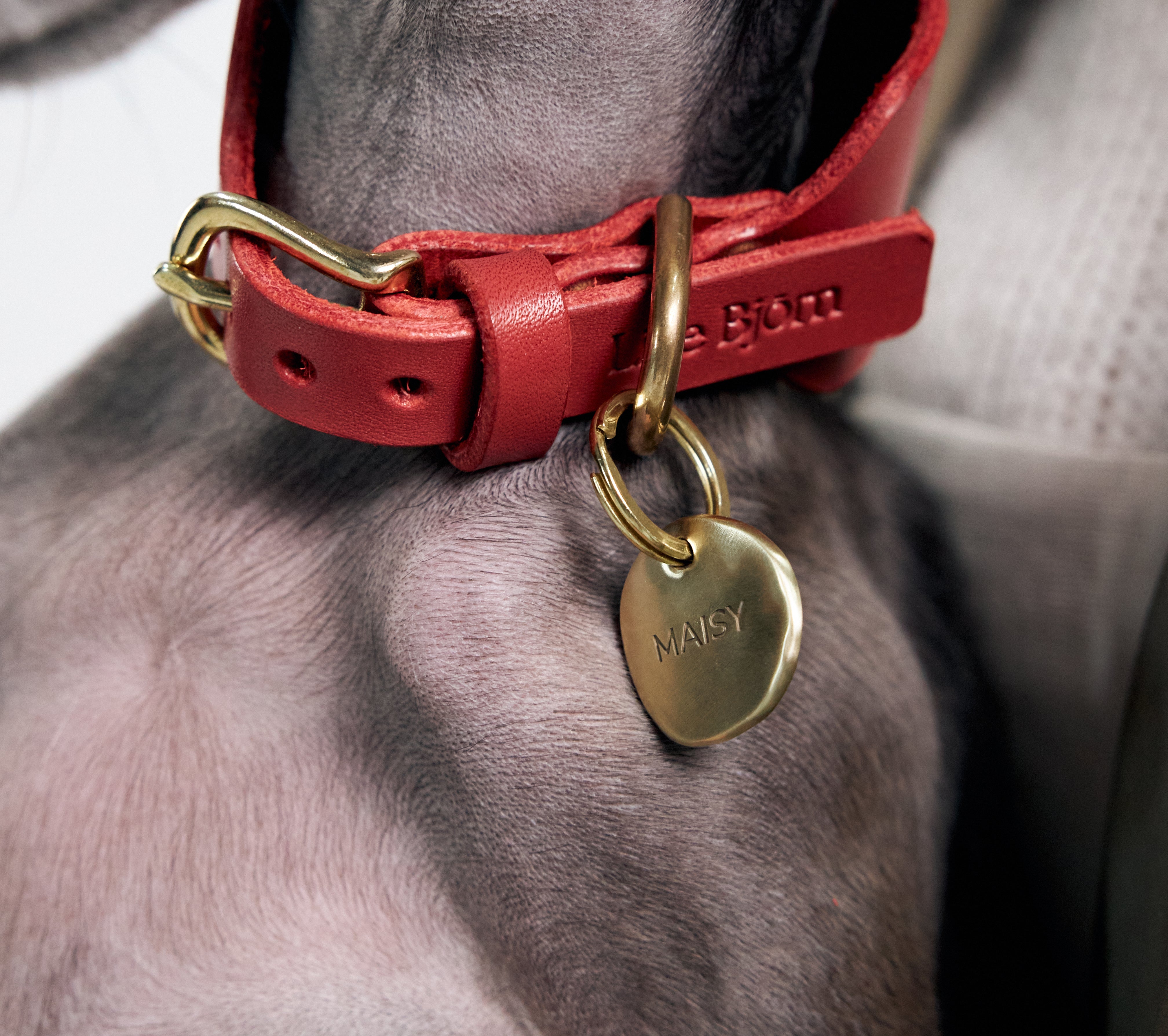 Should Dogs Wear ID Tags or Metal Plate Collars? Pros and Cons of Both