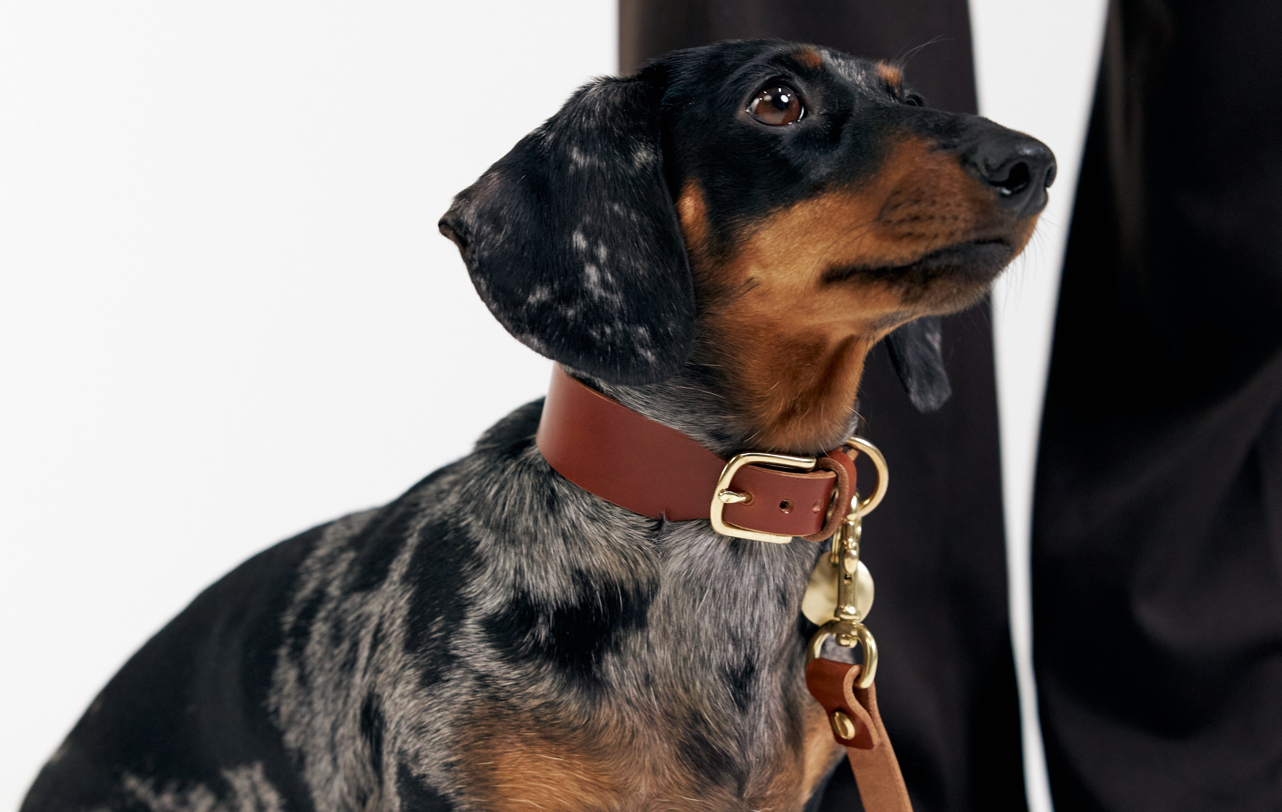 Adjustable Dog Collars vs. Fixed Size: Why Flexibility Matters for Your Dog's Comfort