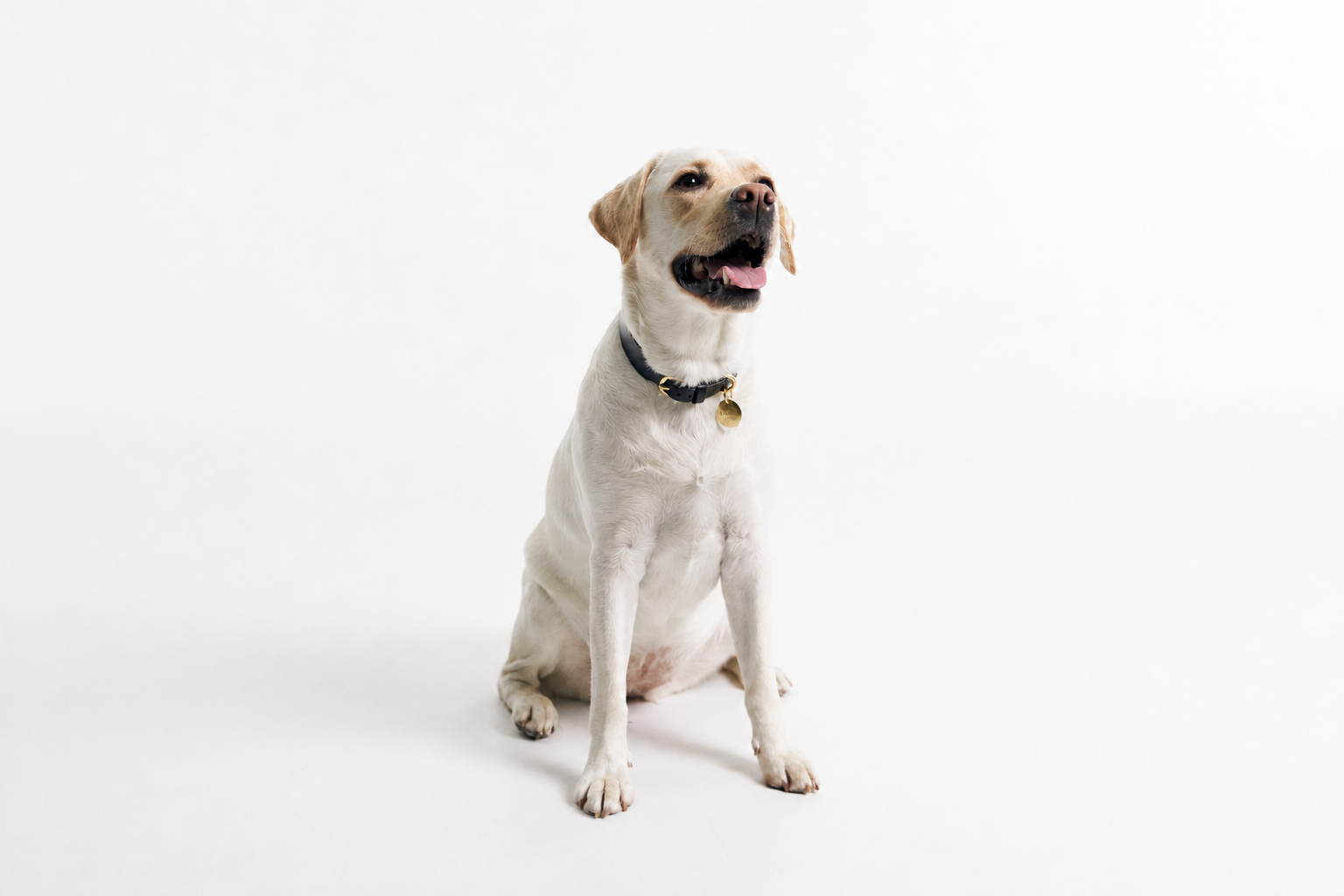 Why Your Dog's Collar Smells (and How to Stop It)