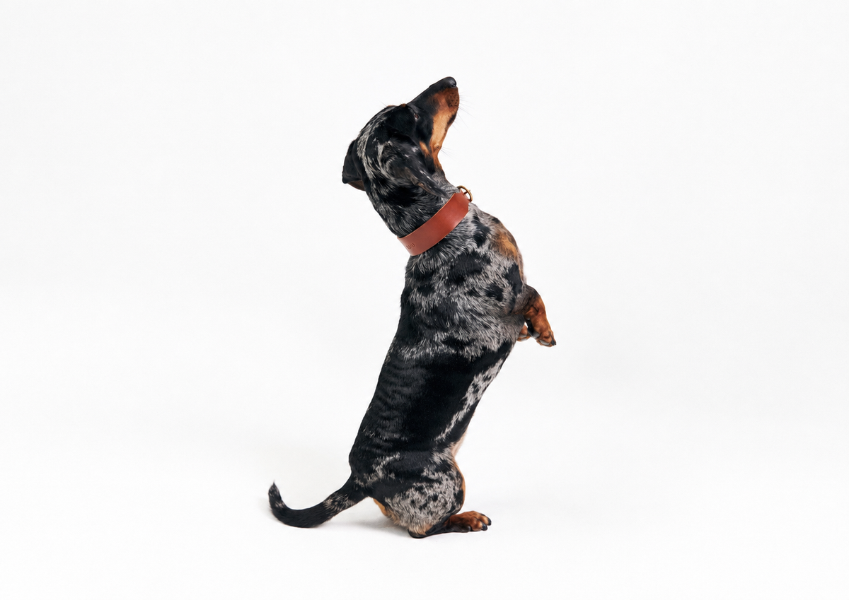 Durable Dog Collars: How to Match a Collar to Your Dog's Activity Level