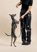 Aeris Wide Collar & Classic Leash & Vero Harness in Black