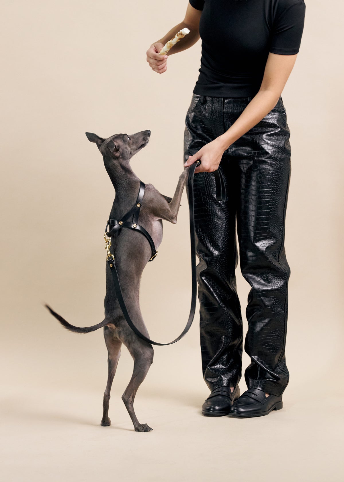 Black Vero leather dog harness with Classic leash on a sighthound standing up to greet its owner
