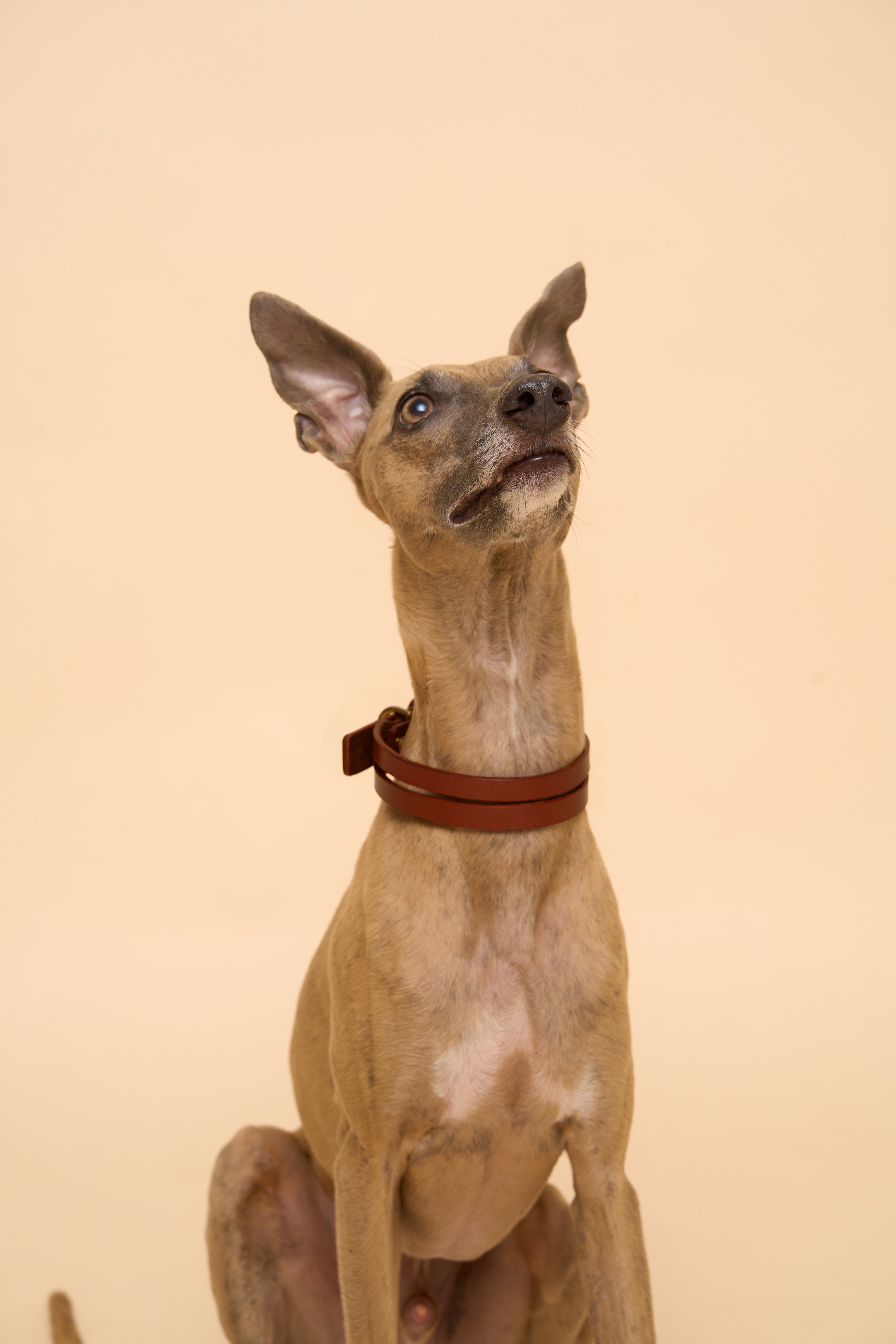 Aeris Classic Dog Collar in Brown