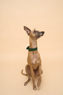 Aeris Classic Green Leather Dog Collar on dog, shown from the front, made from premium Italian leather and brass hardware