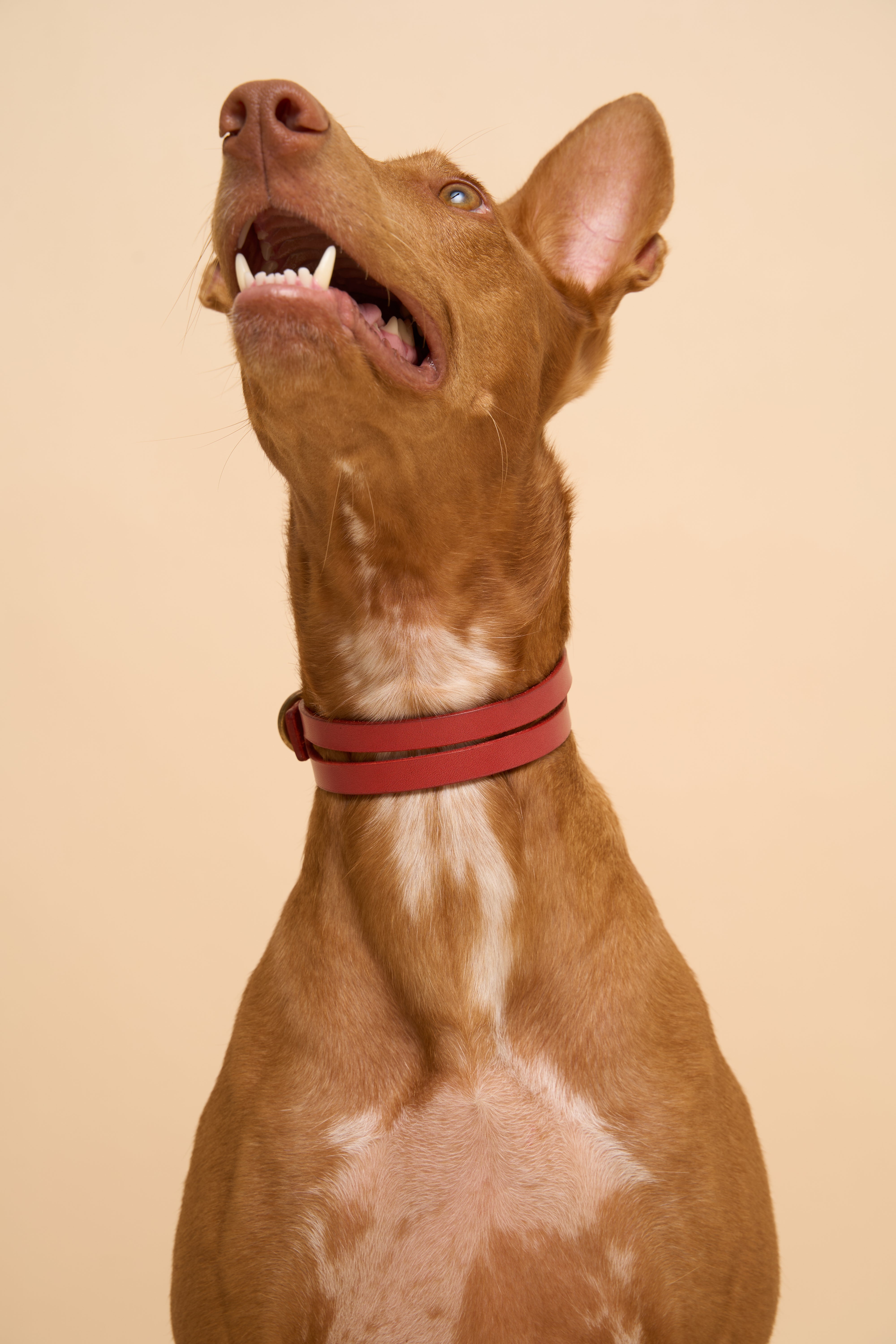 Aeris Classic Red Leather Dog Collar on dog, displayed from the front, crafted from premium Italian leather with strong brass hardware