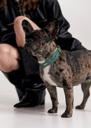 Aeris Classic Leather Dog Collar in green