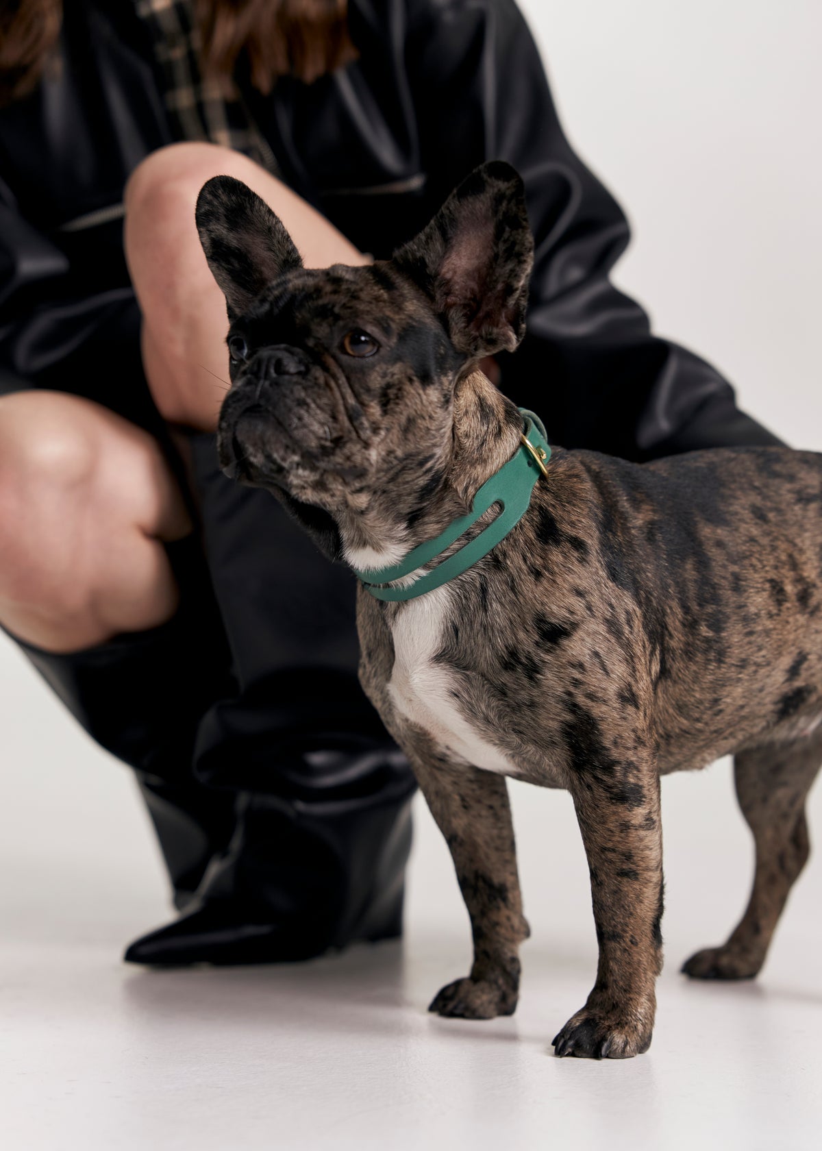 Aeris Classic Leather Dog Collar in green