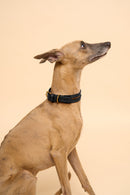 Aeris Classic Black Leather Dog Collar on dog, shown from the left side, featuring premium Italian leather and adjustable brass hardware