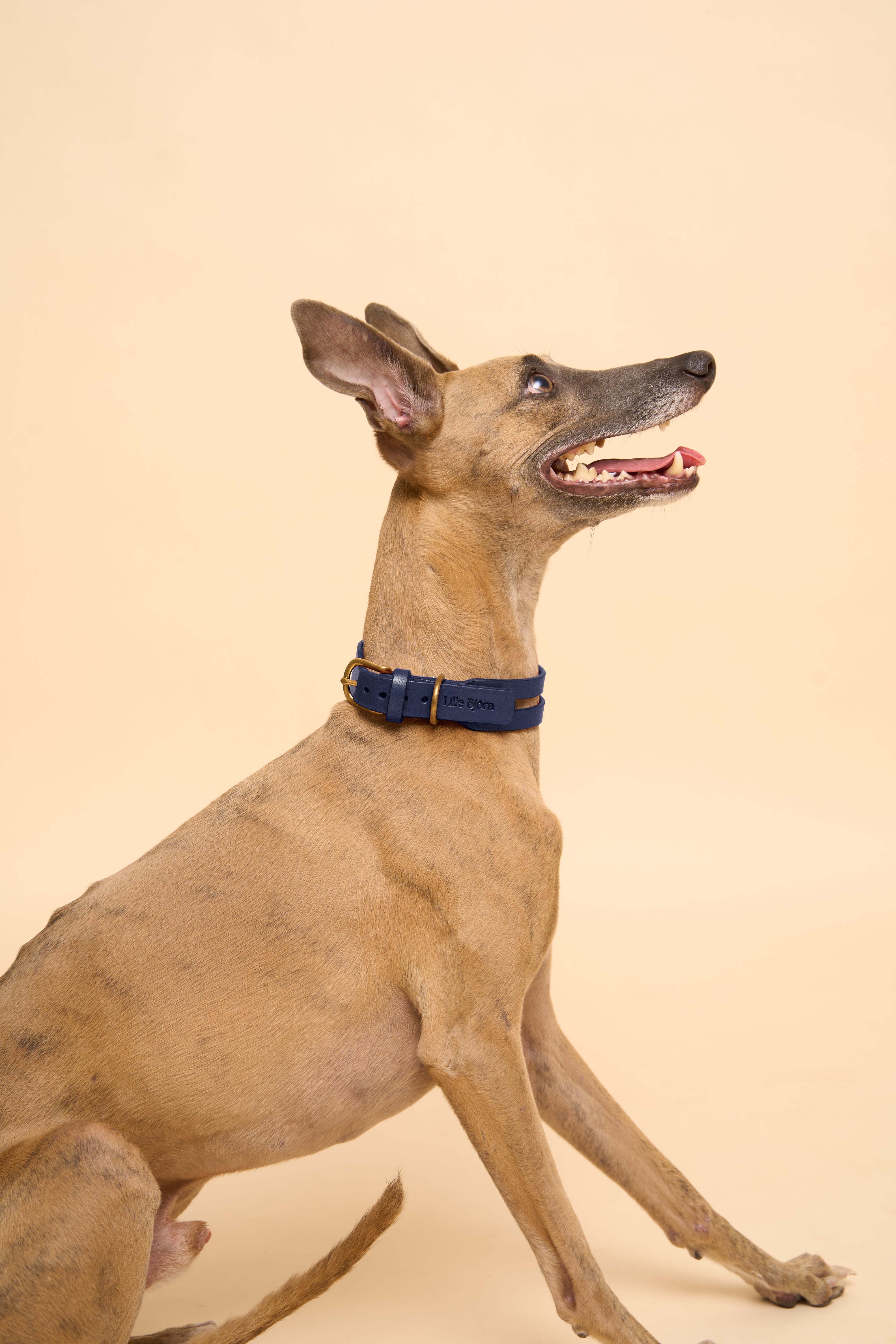 Aeris Classic Blue Leather Dog Collar on dog, shown from the left side, made from high-quality Italian leather and brass hardware for comfort and durability