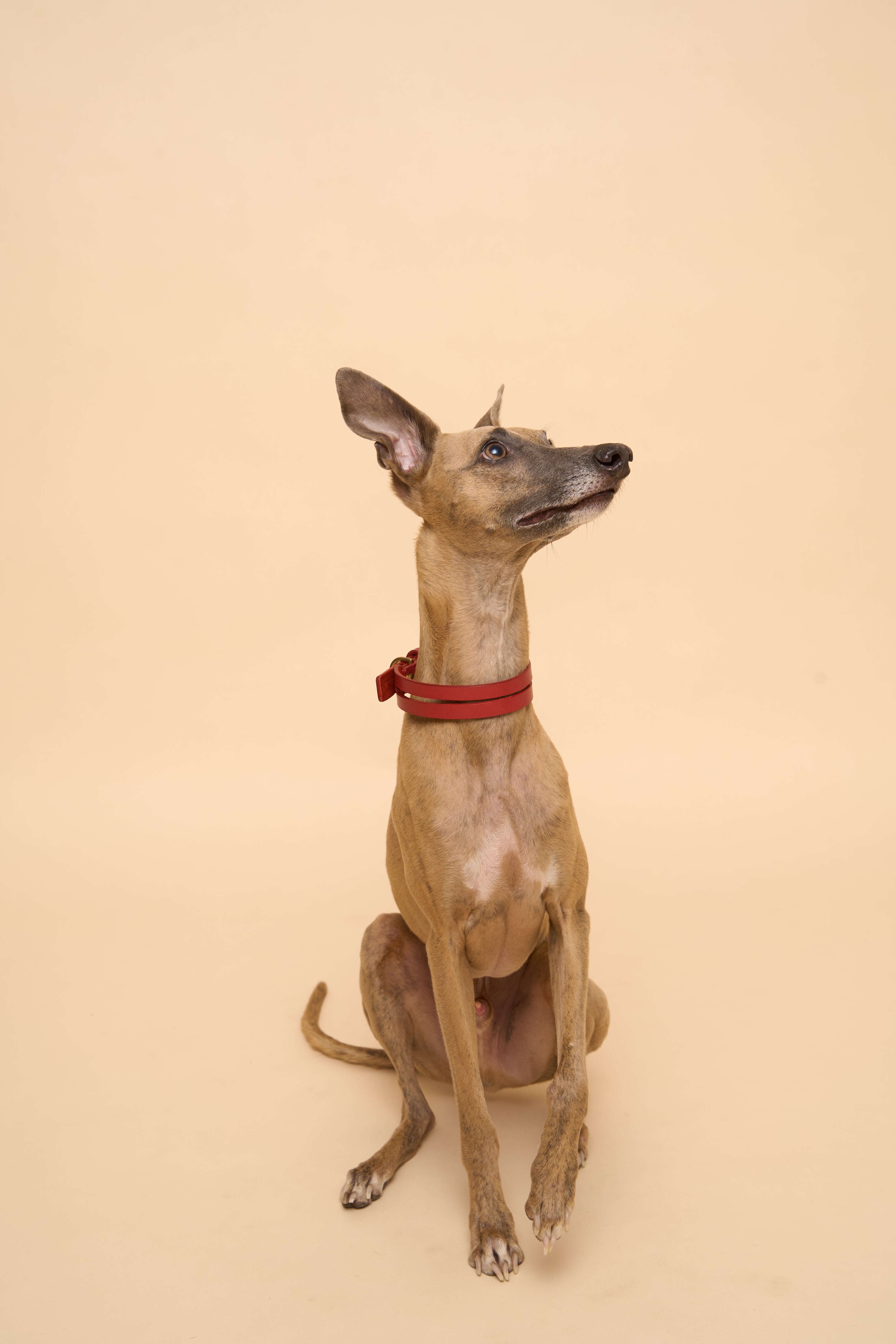 Aeris Classic Red Leather Dog Collar on dog, shown from the left side, crafted from premium Italian leather with brass hardware