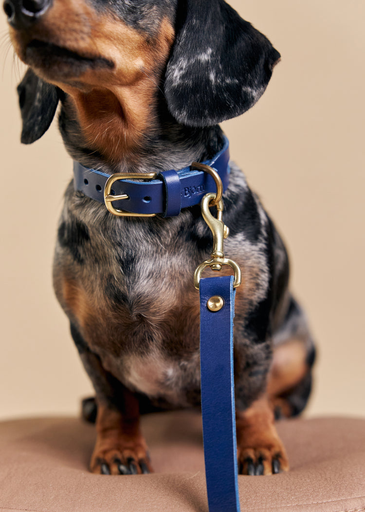 Blue Leather Dog Collar and Hands-Free Leash Set - Aeris Classic