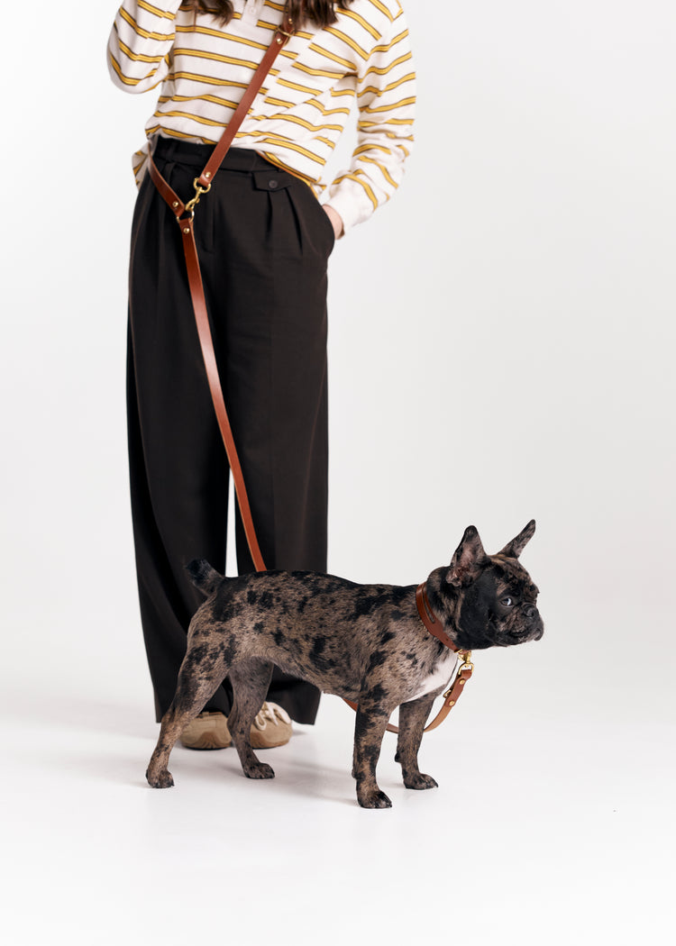 Brown Leather Dog Collar and Hands-Free Leash Set - Aeris Classic