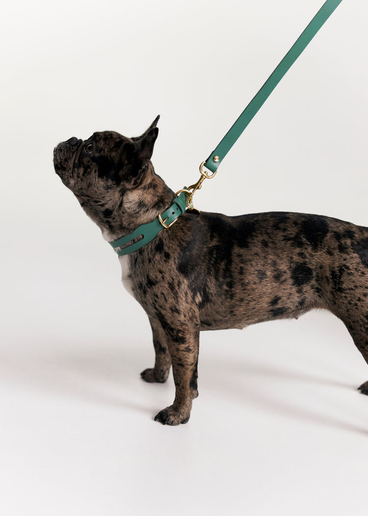 Green Leather Dog Collar and Hands-Free Leash Set - Aeris Classic
