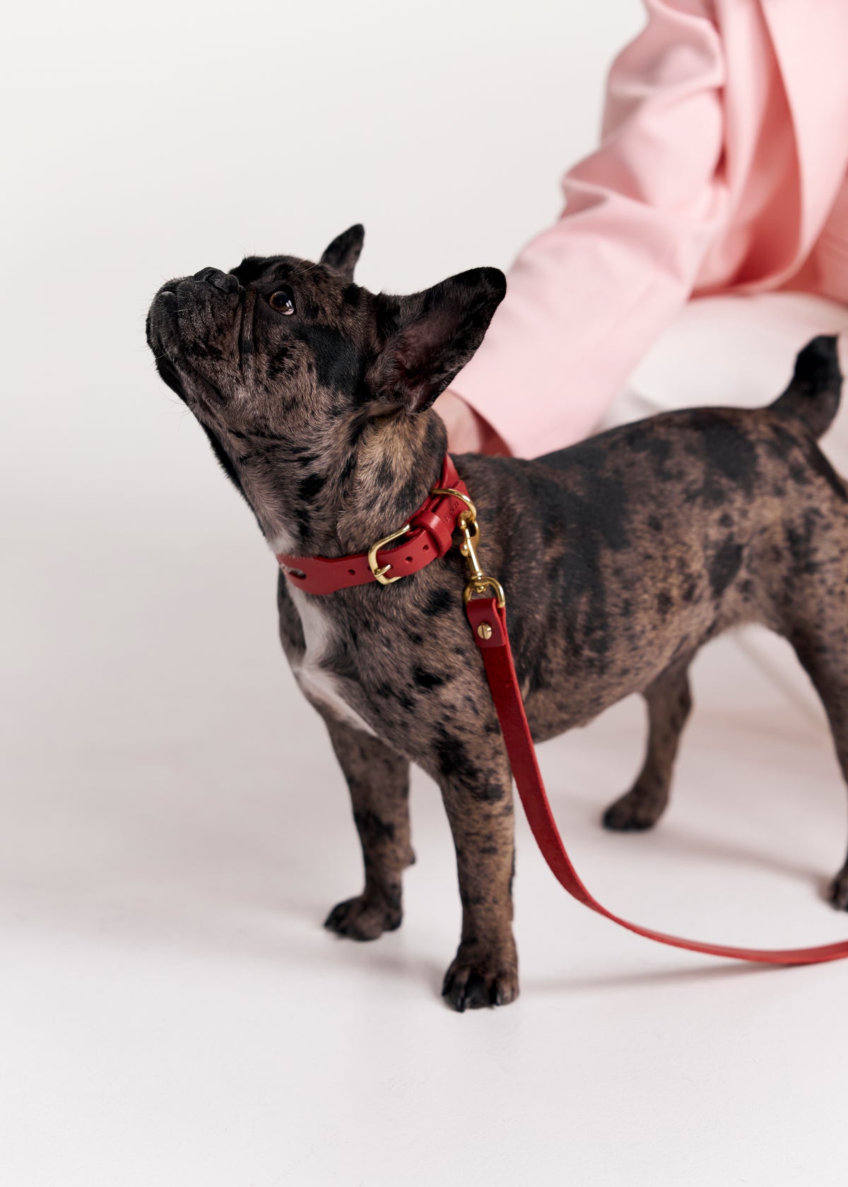 Red Aeris Classic leather dog collar with Omni leash on a small dog
