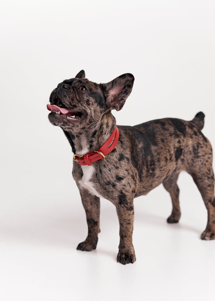 Red Leather Dog Collar - Aeris Classic