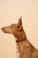 Aeris Classic Cognac Leather Dog Collar on dog, shown from the right side, featuring high-quality Italian leather and sturdy brass hardware