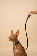 Aeris Classic Black Leather Dog Collar in use with matching Classic Black Leather Dog Leash, demonstrating functionality and style with premium Italian leather