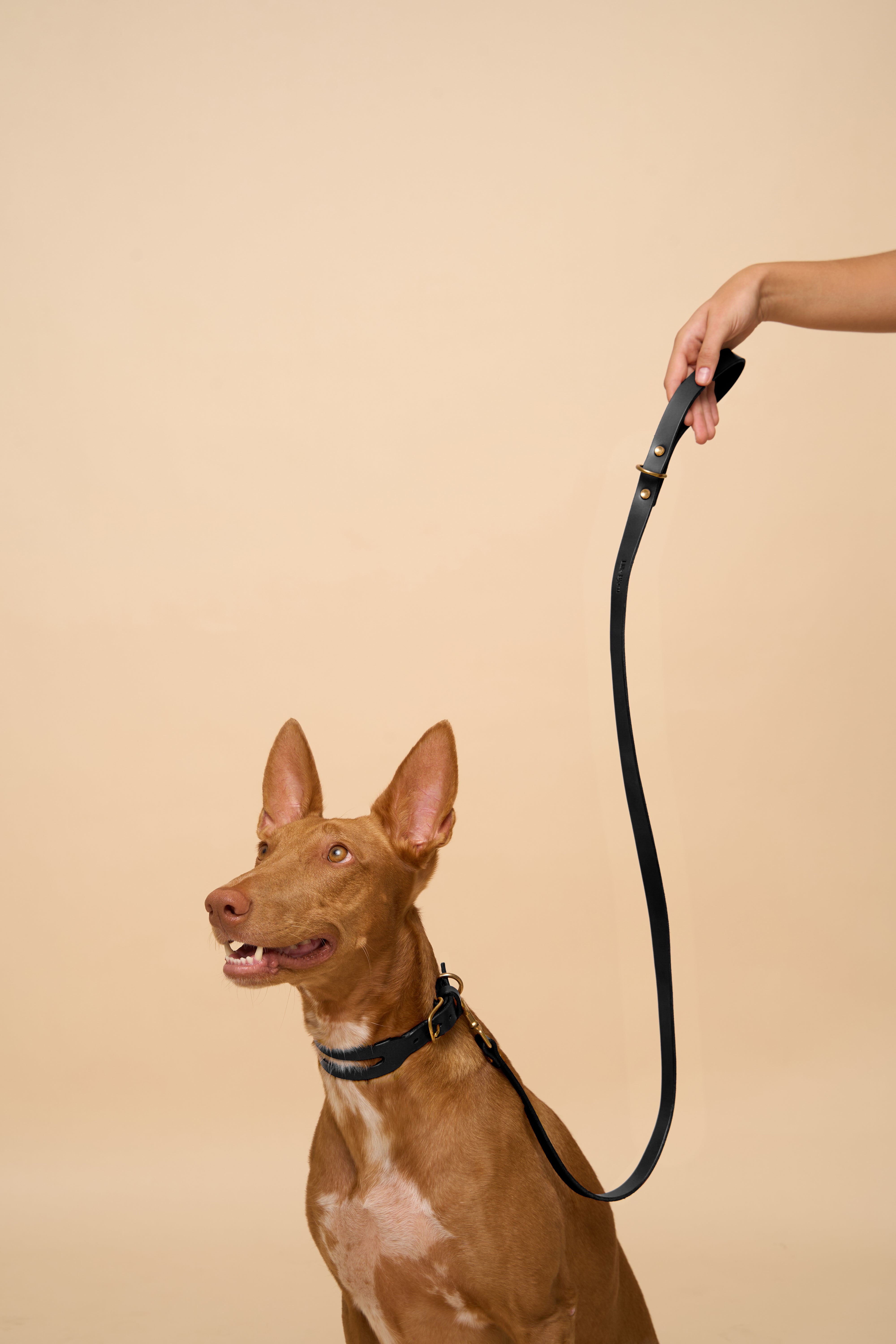 Aeris Classic Black Leather Dog Collar in use with matching Classic Black Leather Dog Leash, demonstrating functionality and style with premium Italian leather