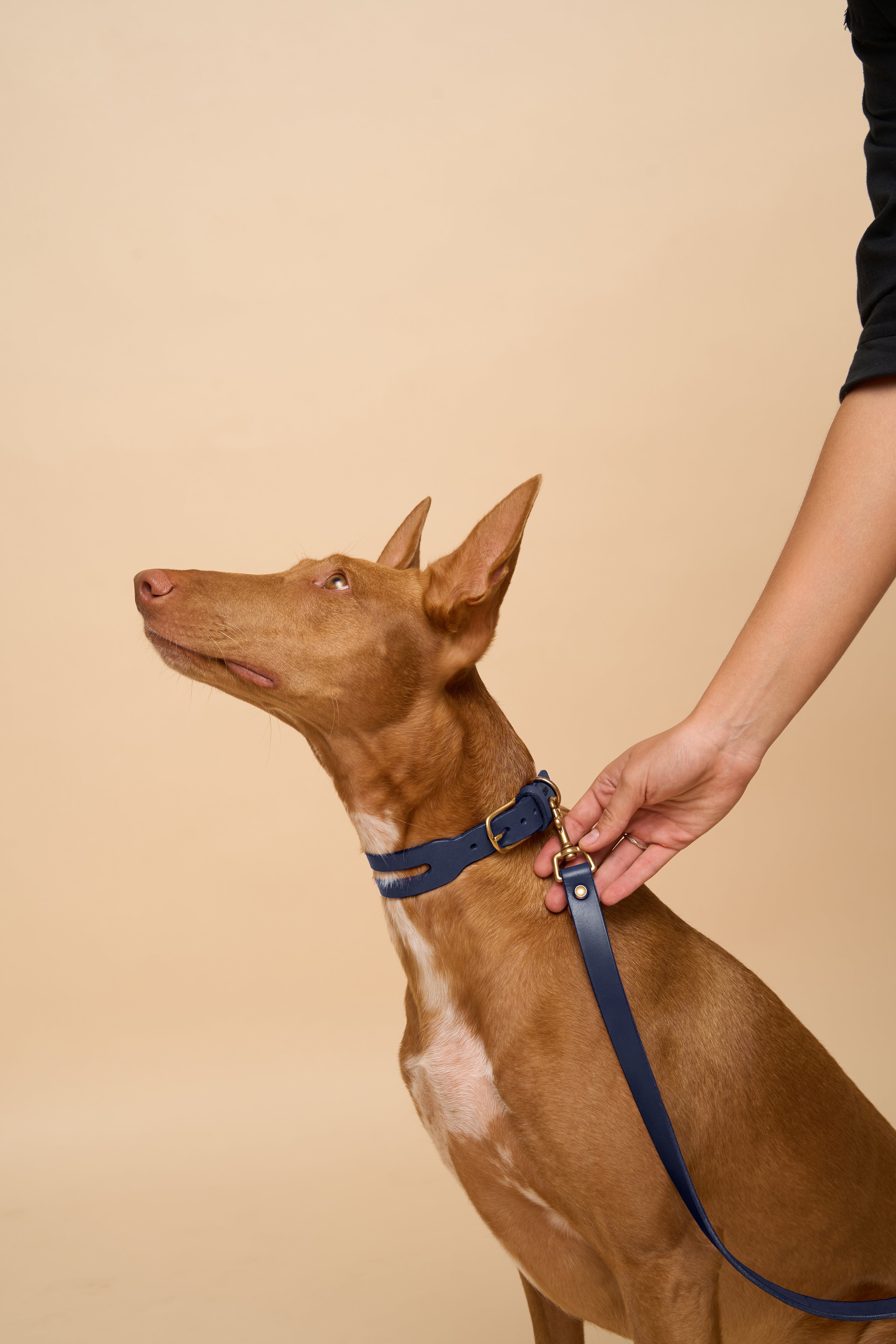 Aeris Classic Blue Leather Dog Collar shown with matching Classic Blue Leather Dog Leash, featuring Italian craftsmanship and sturdy hardware