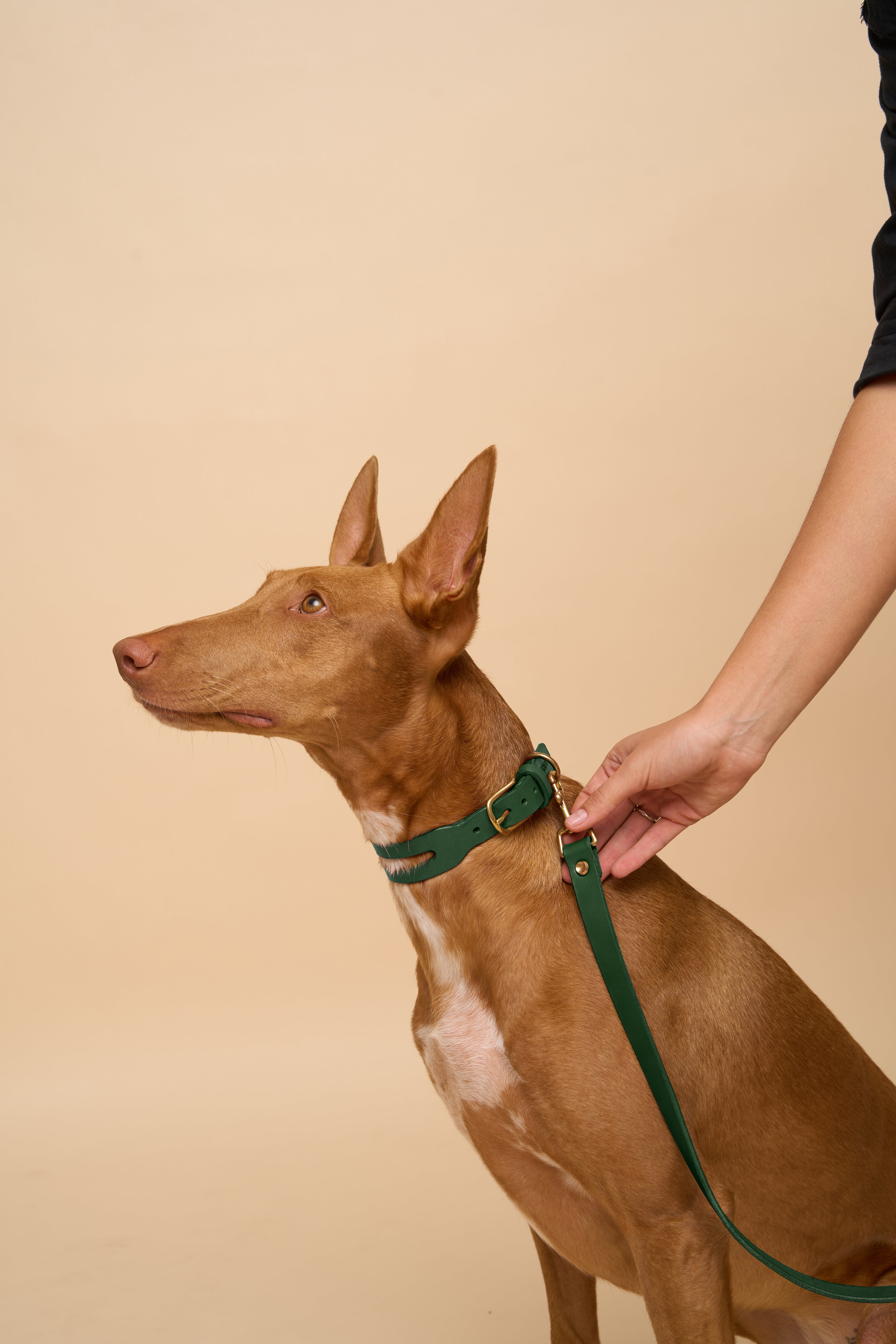 Aeris Classic Green Leather Dog Collar used with Classic Green Leather Dog Leash, highlighting durability and style in Italian leather