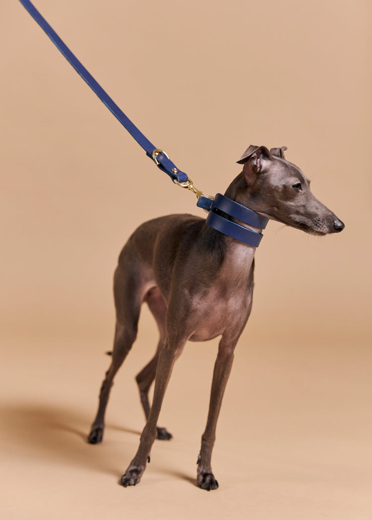 Wide Blue Leather Dog Collar - Aeris