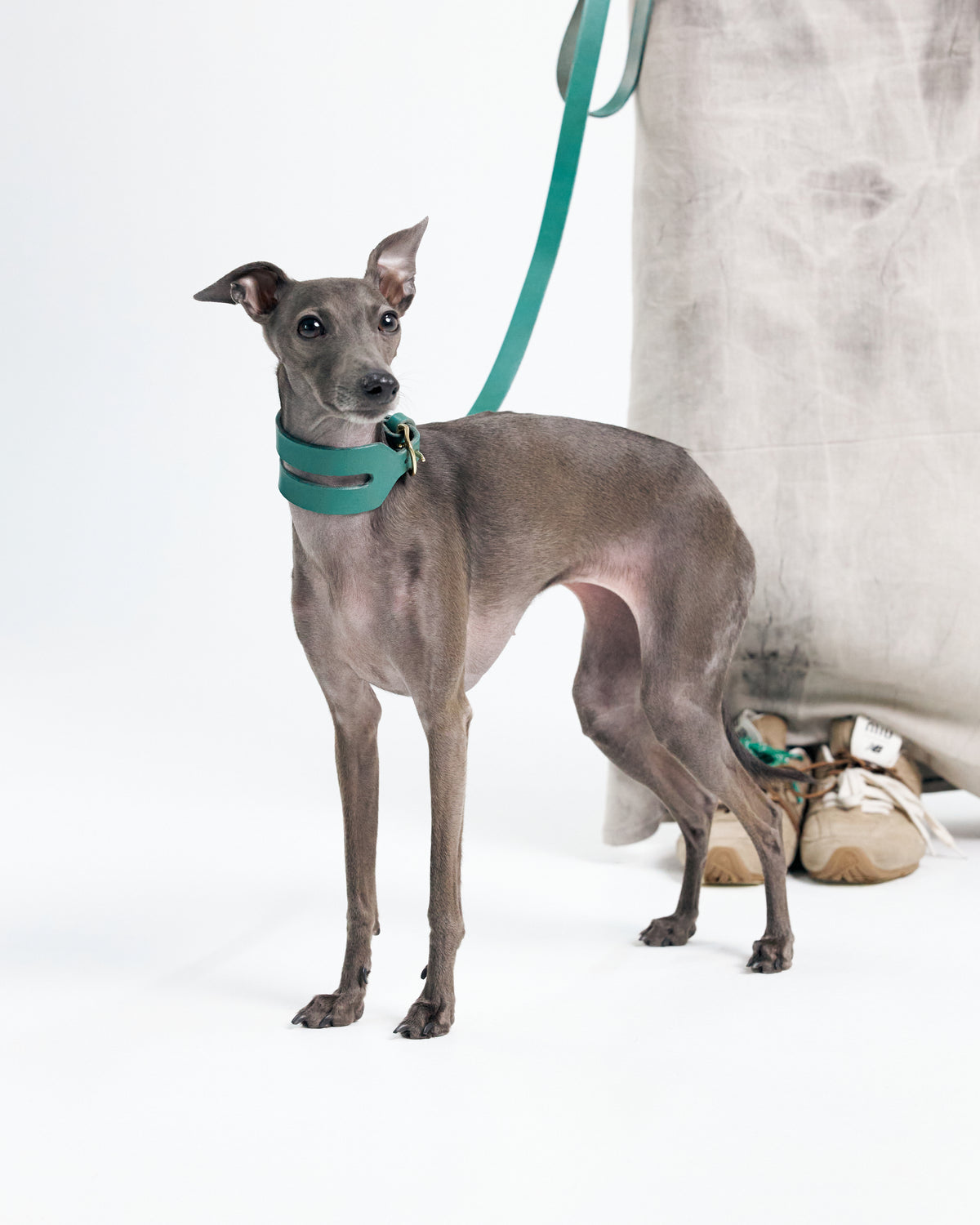 Green Aeris Wide leather dog collar with Classic leash on a grey sighthound