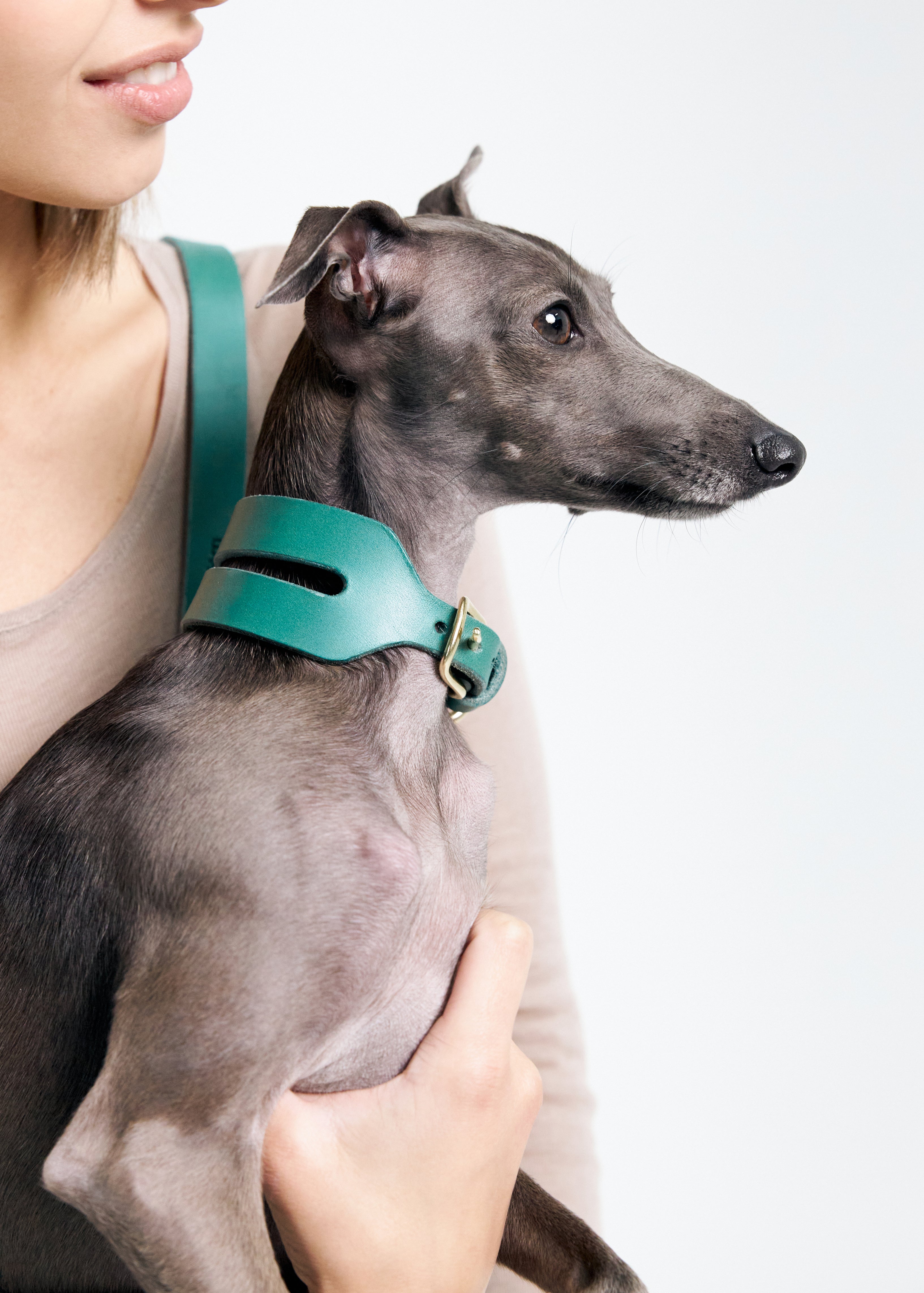 View of Aeris Wide Green Dog Collar on dog, crafted from high-quality leather, providing a comfortable and durable fit for all breeds