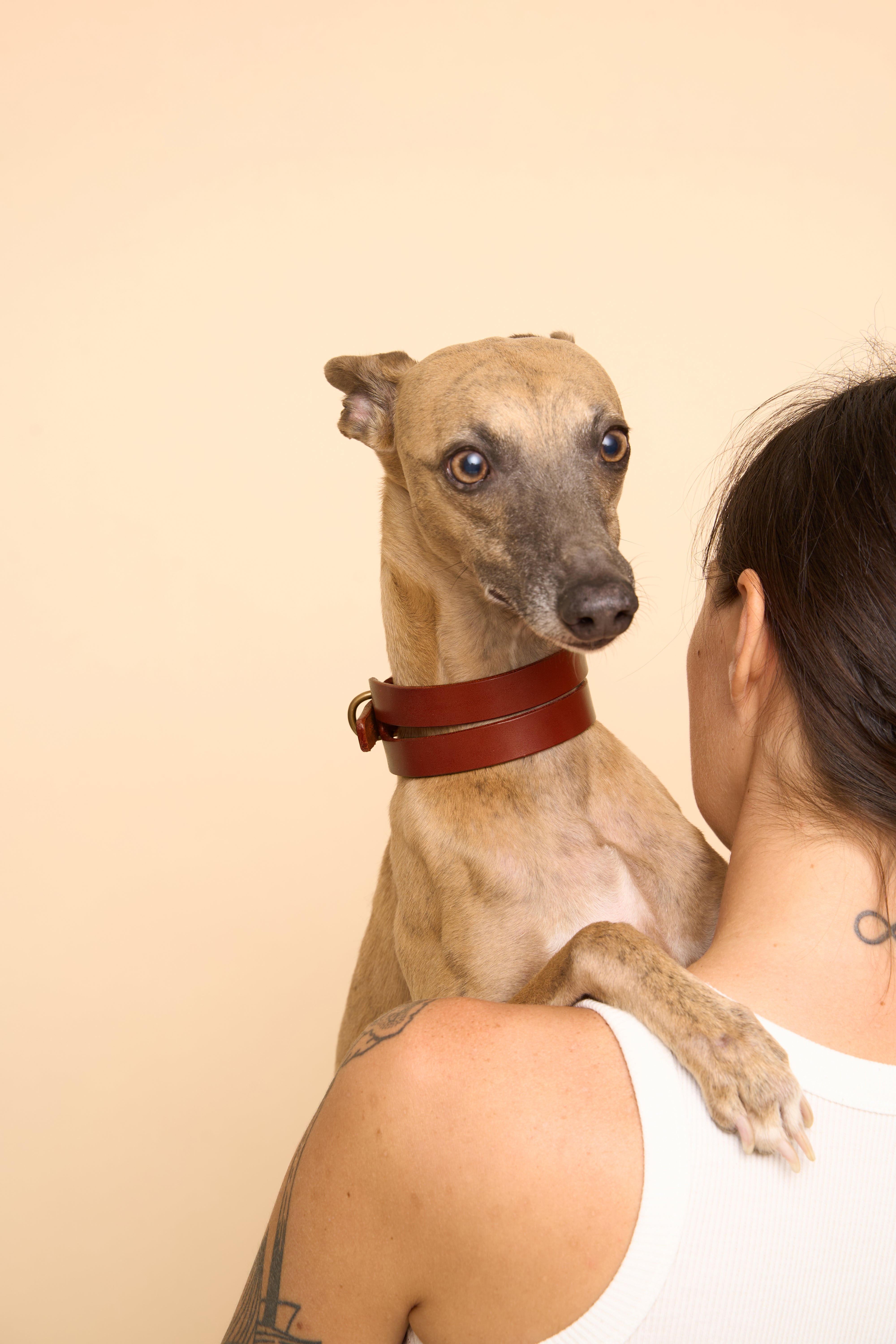 Front view of Aeris Wide Cognac Dog Collar on dog, highlighting its wide leather design, perfect for long necks