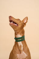 Front view of Aeris Wide Green Dog Collar on dog, crafted from high-quality leather, providing a comfortable and durable fit for all breeds