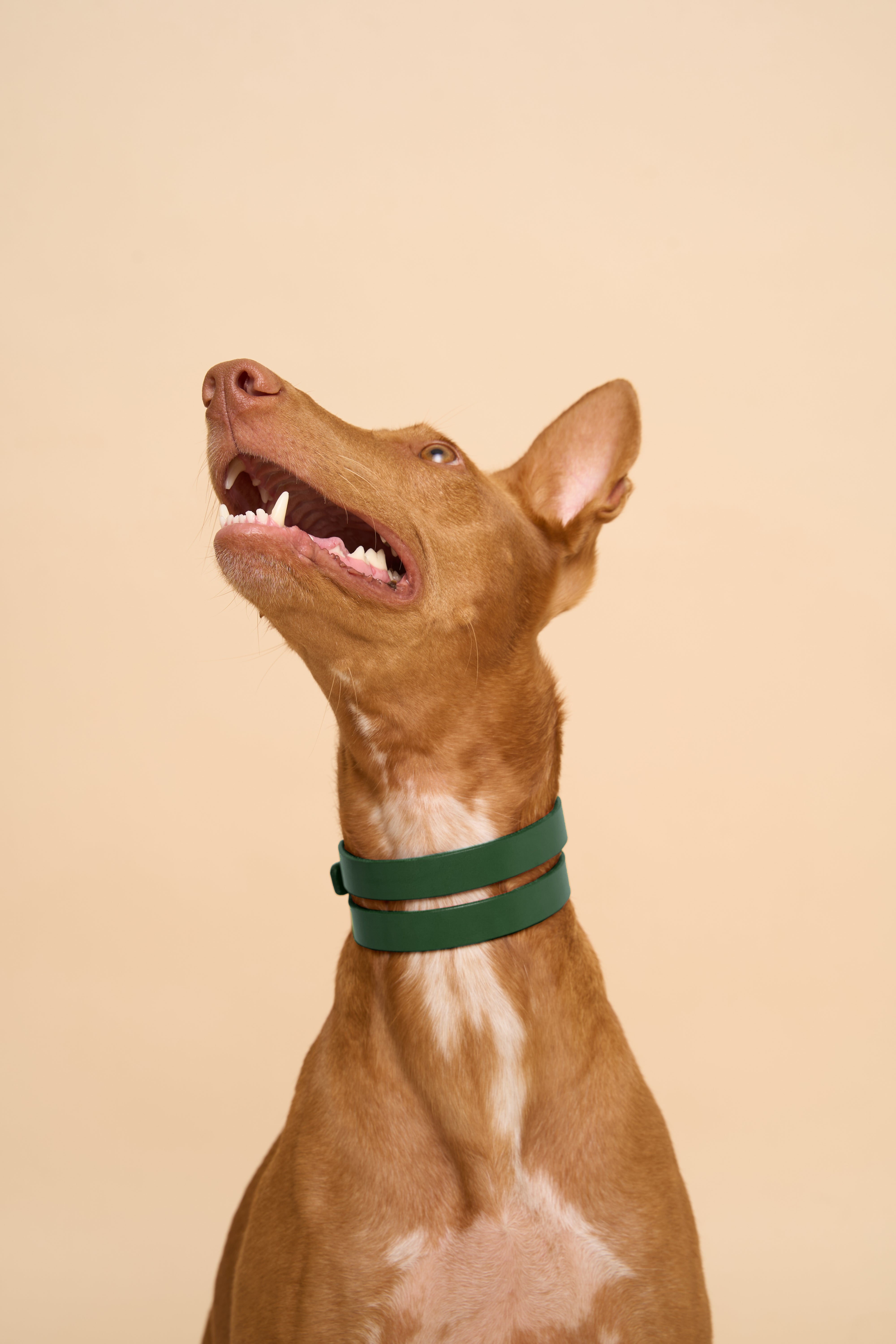 Front view of Aeris Wide Green Dog Collar on dog, crafted from high-quality leather, providing a comfortable and durable fit for all breeds