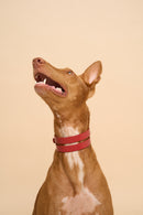 Front view of Aeris Wide Red Dog Collar on dog, made with premium leather for large dogs, offering comfort and strength