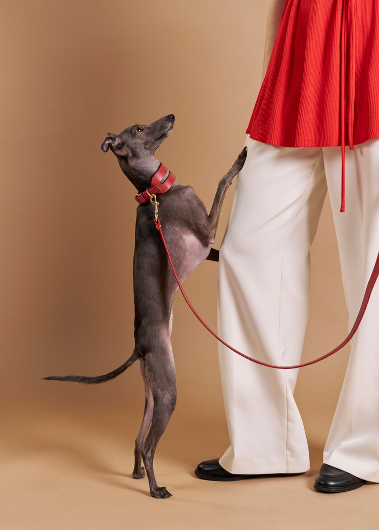 Wide Red Leather Dog Collar and Hands-Free Leash Set - Aeris